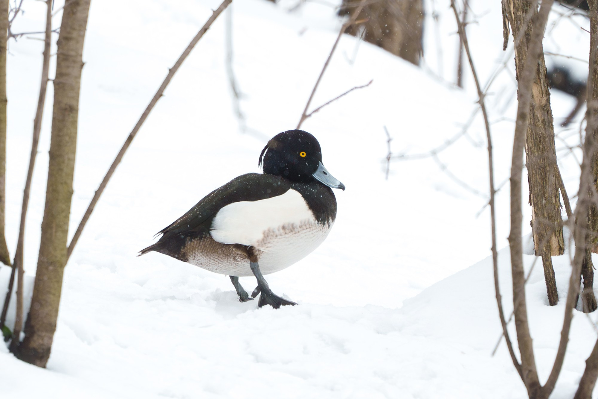 Удивительные мир птиц. Вокруг нас столько прекрасного — присмотритесь!. Ваш личный фотограф Марина Волкова