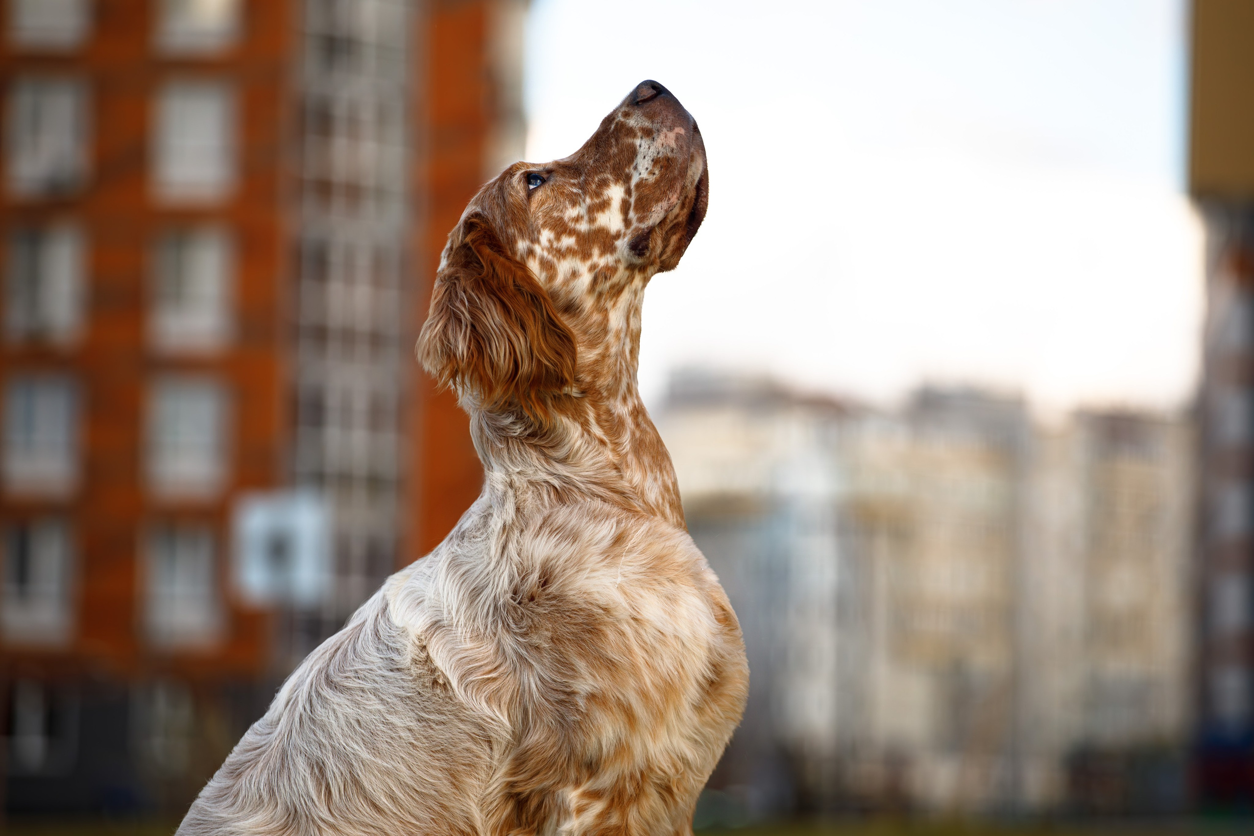 Андрей и Милан. Фотограф Екатерина Козловская