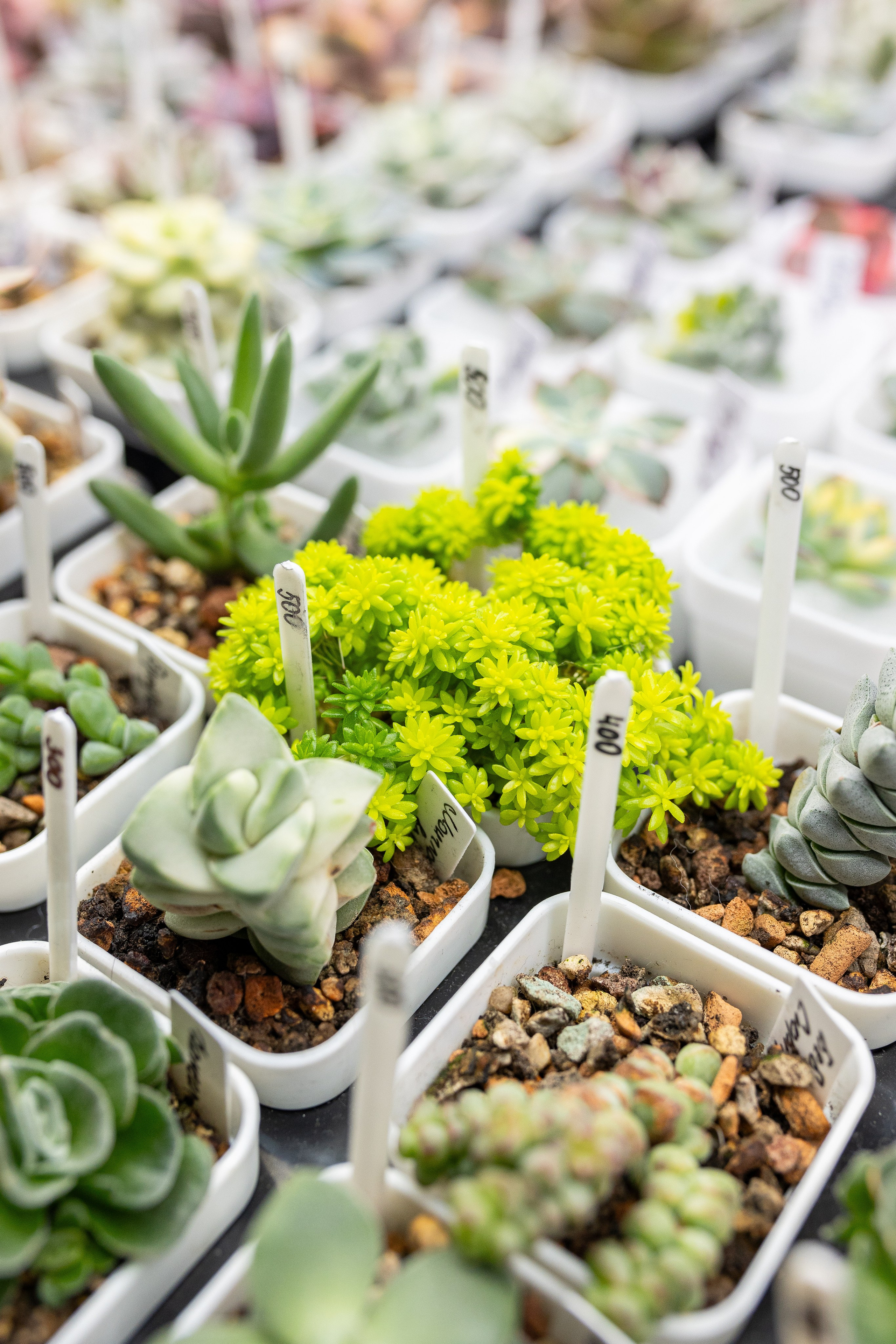 Growbox декабрь 2025. Александра Куликова фотограф, Москва