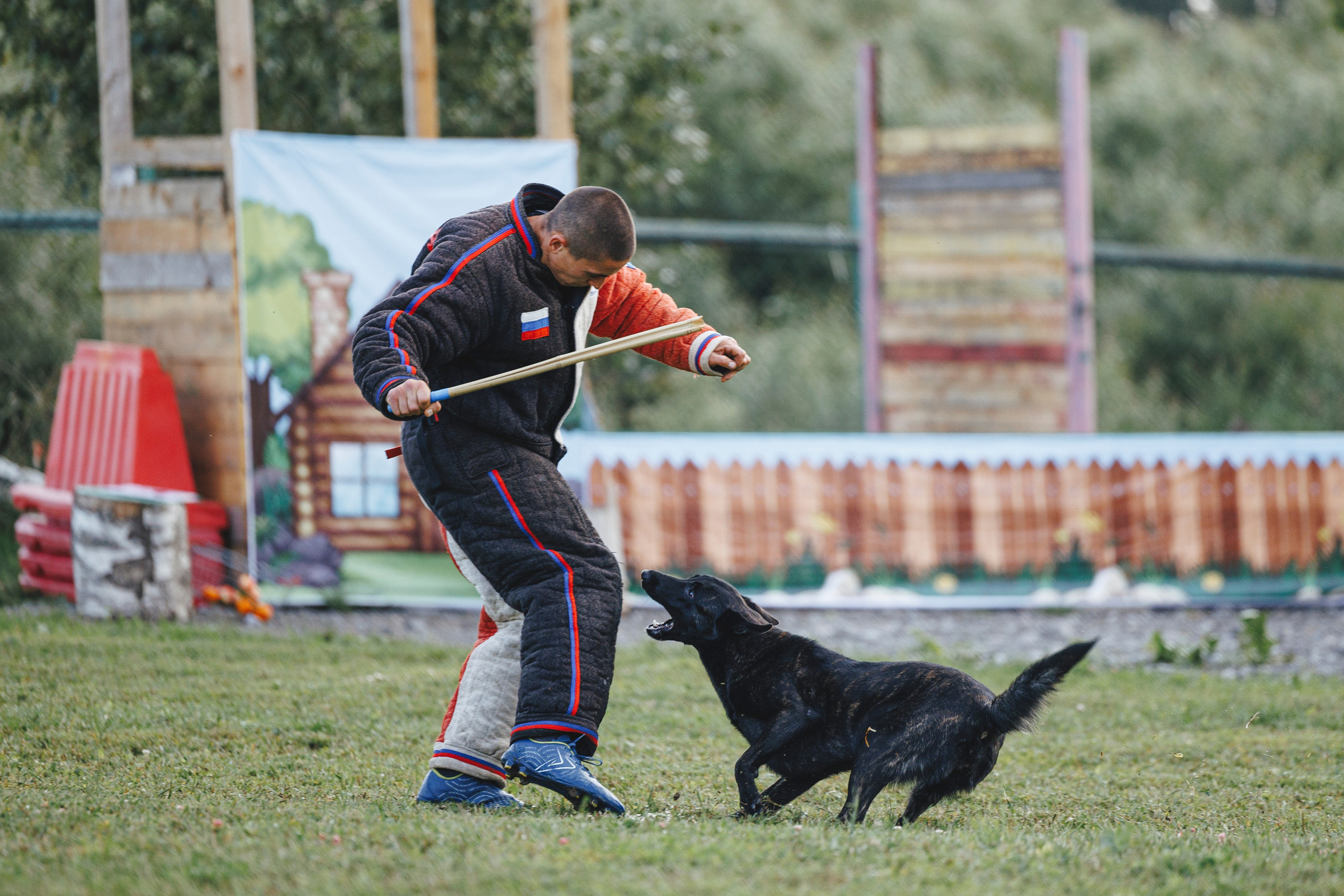 08.08.25-10.08.25 ЧР по мондьорингу г. Вологда. Фотограф-анималист Анна Маринич
