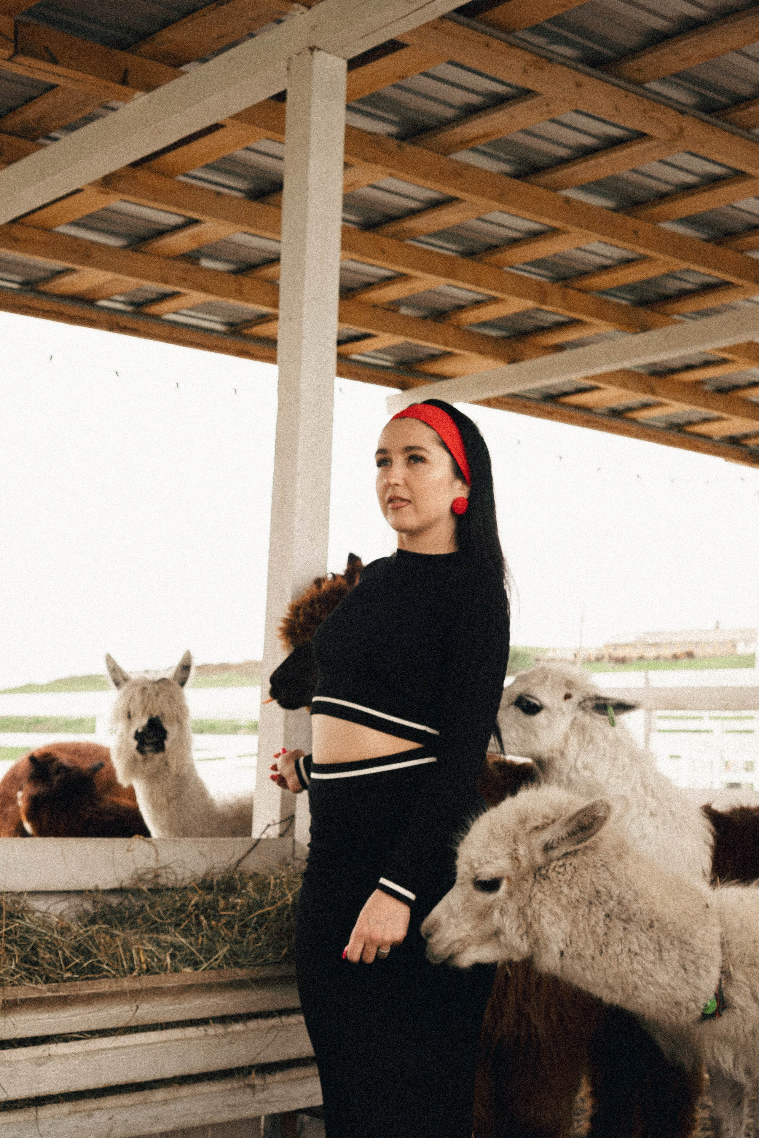 Ферма Альпак. Профессиональный фотограф, Санкт-Петербург — Виктория Богомолова