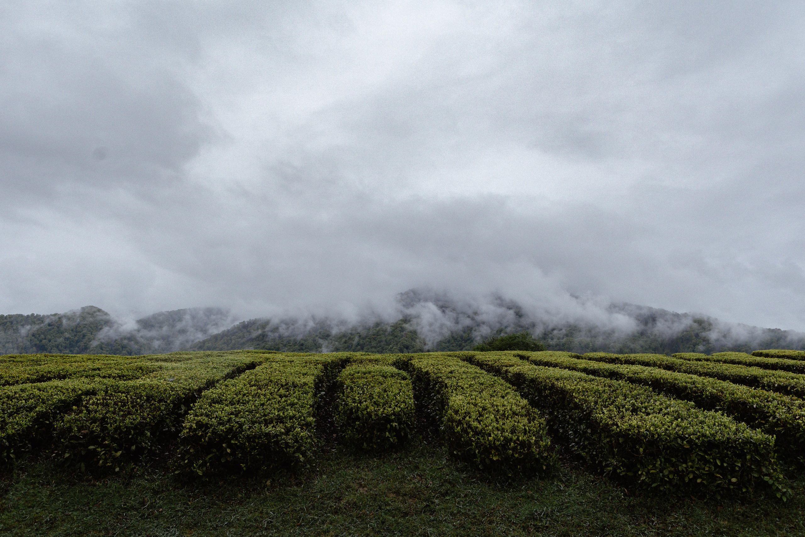 N — D. Elopement Wedding Photographer