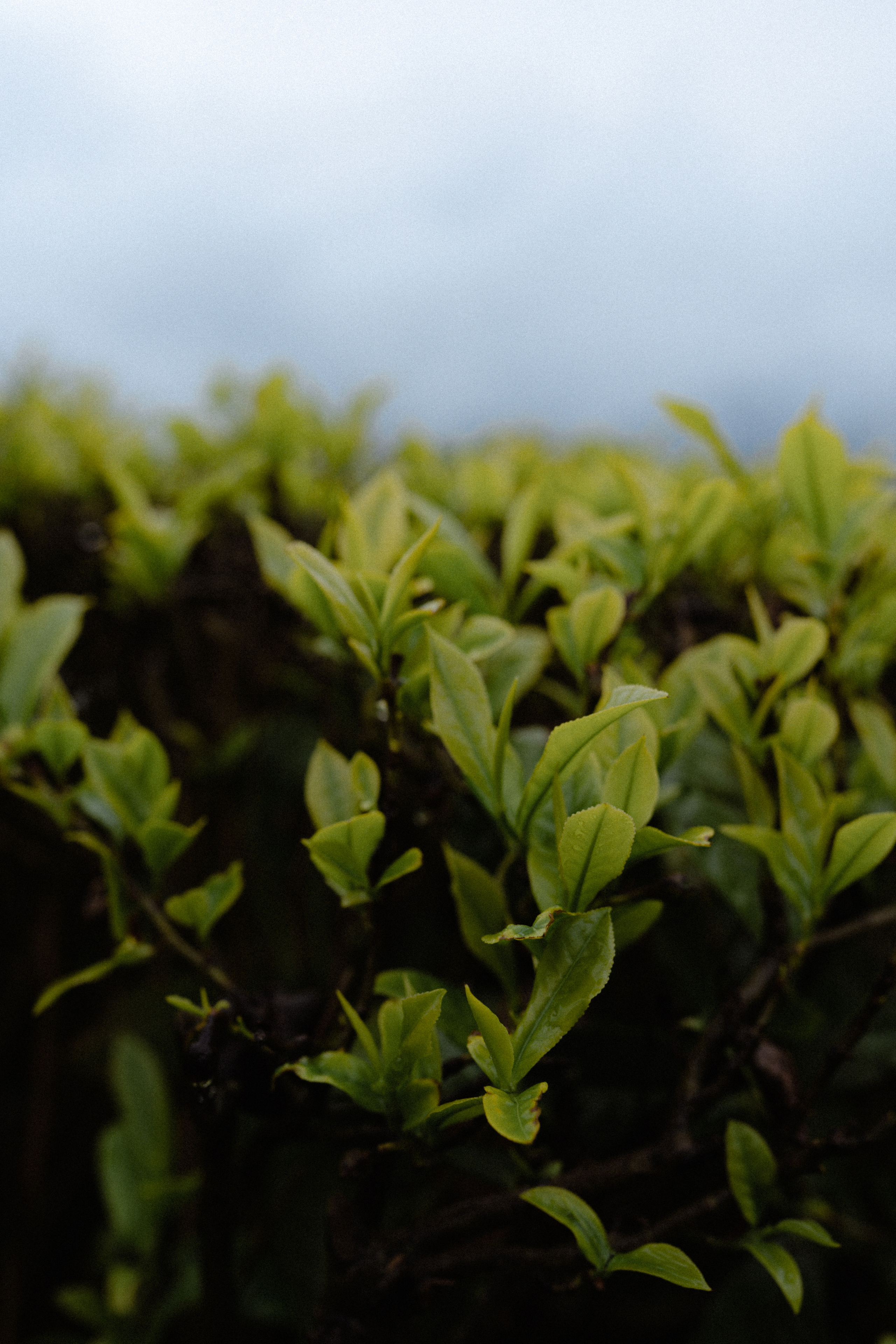 N — D. Elopement Wedding Photographer