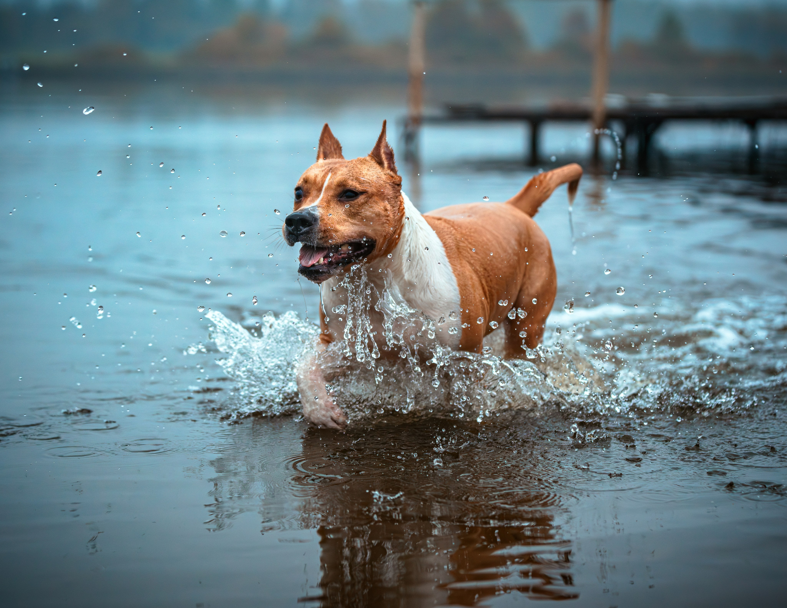 Фотограф-анималист, семейный фотограф в Москве и Подмосковье. Фотосъёмка кинологических дисциплин