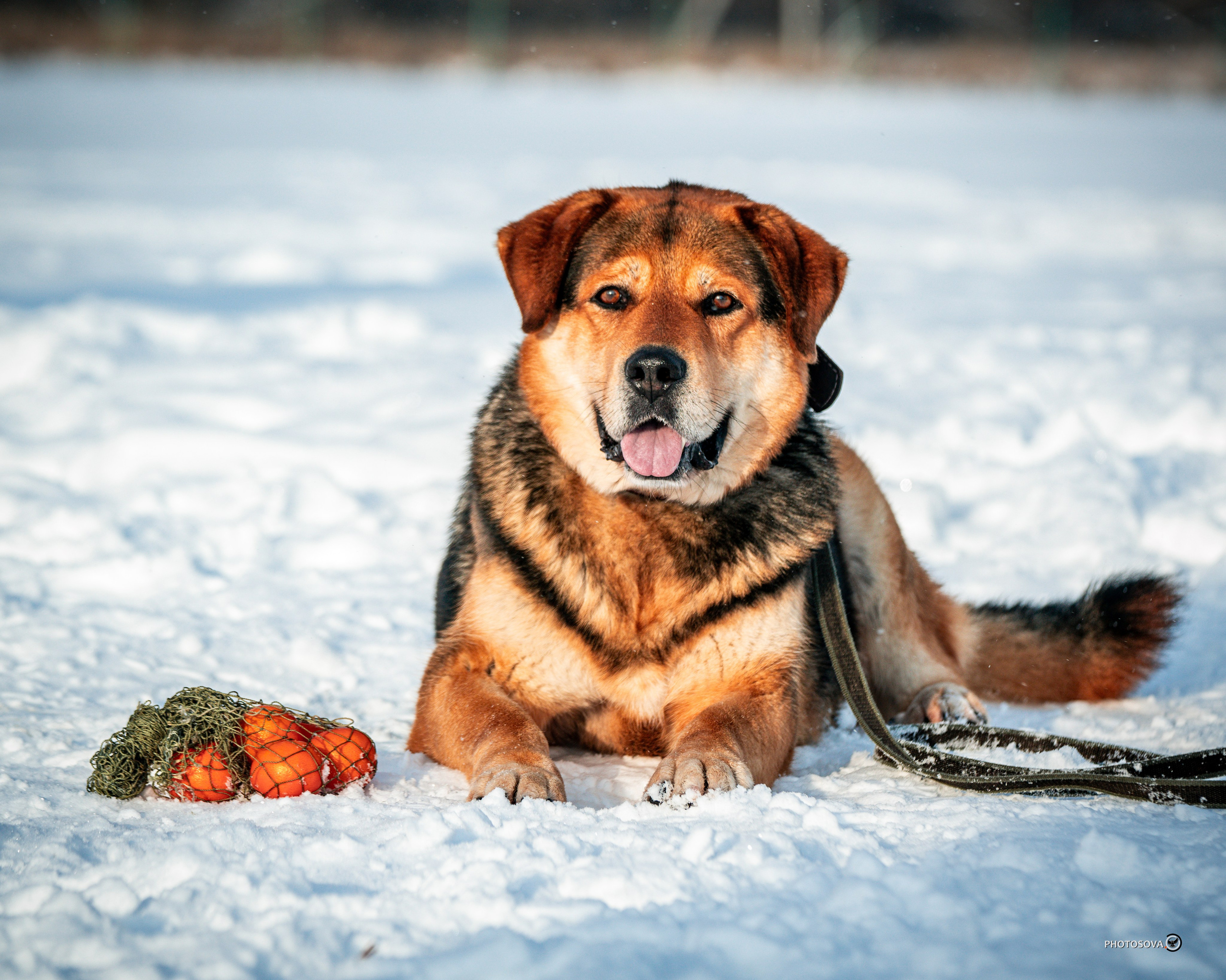 ФОТОПАМЯТЬ ВАШИХ ЭМОЦИЙ. Фотограф-анималист, семейный фотограф в Москве и Подмосковье. Фотосъёмка кинологических дисциплин