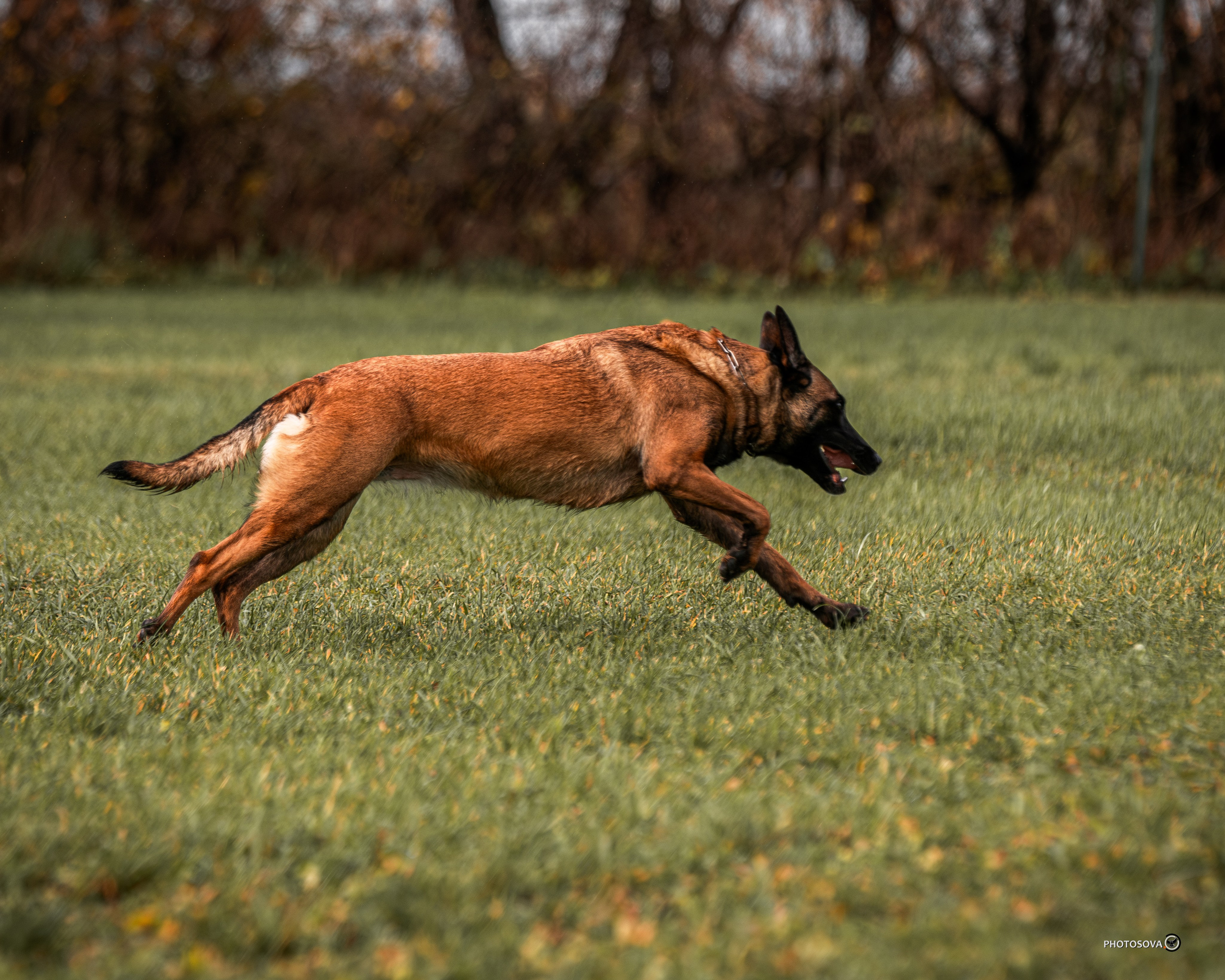 МЫ — КОМАНДА (соревнования) OKD, BH, IBGH, IGP. Фотограф-анималист, семейный фотограф в Москве и Подмосковье. Фотосъёмка кинологических дисциплин