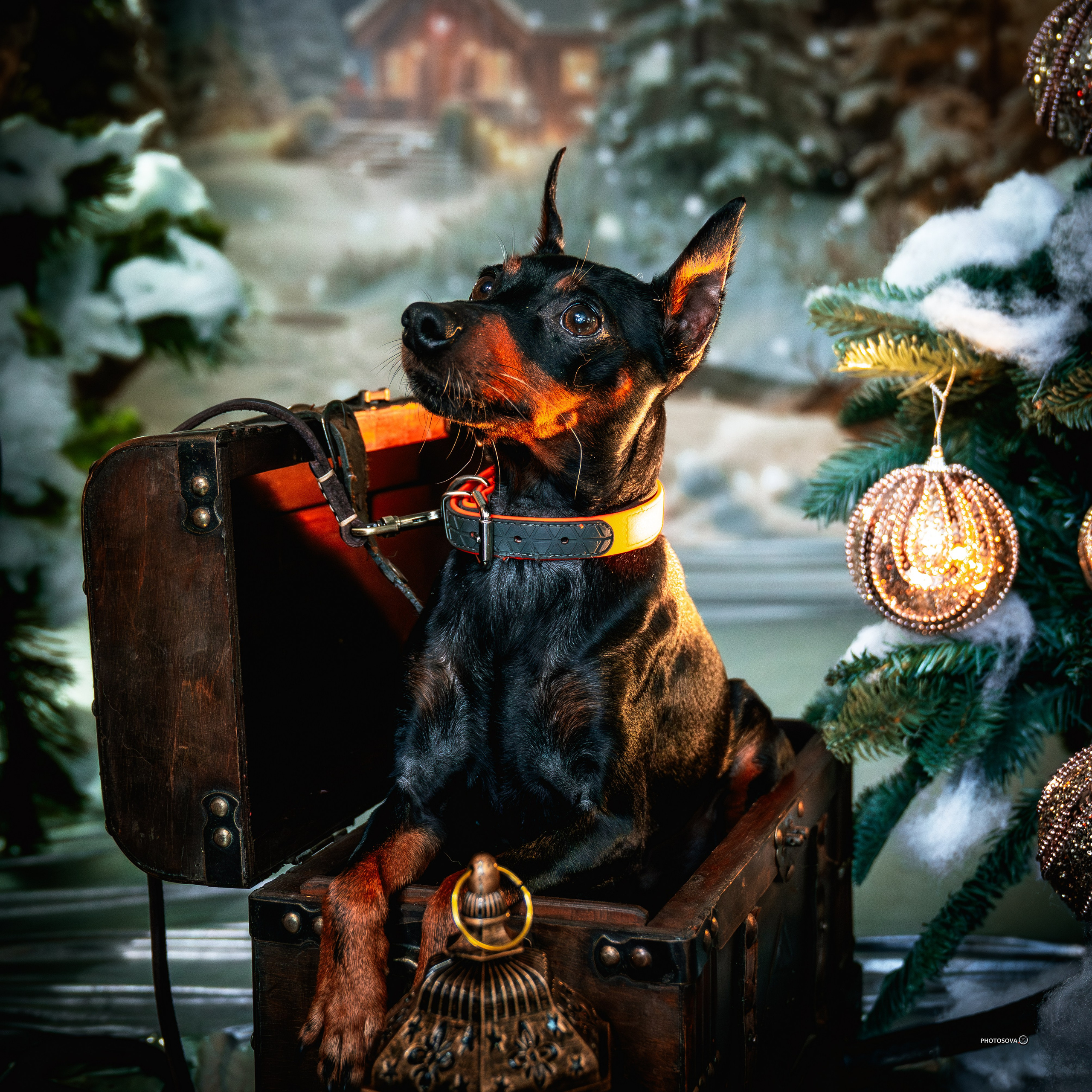 ФОТОПАМЯТЬ ВАШИХ ЭМОЦИЙ. Фотограф-анималист, семейный фотограф в Москве и Подмосковье. Фотосъёмка кинологических дисциплин