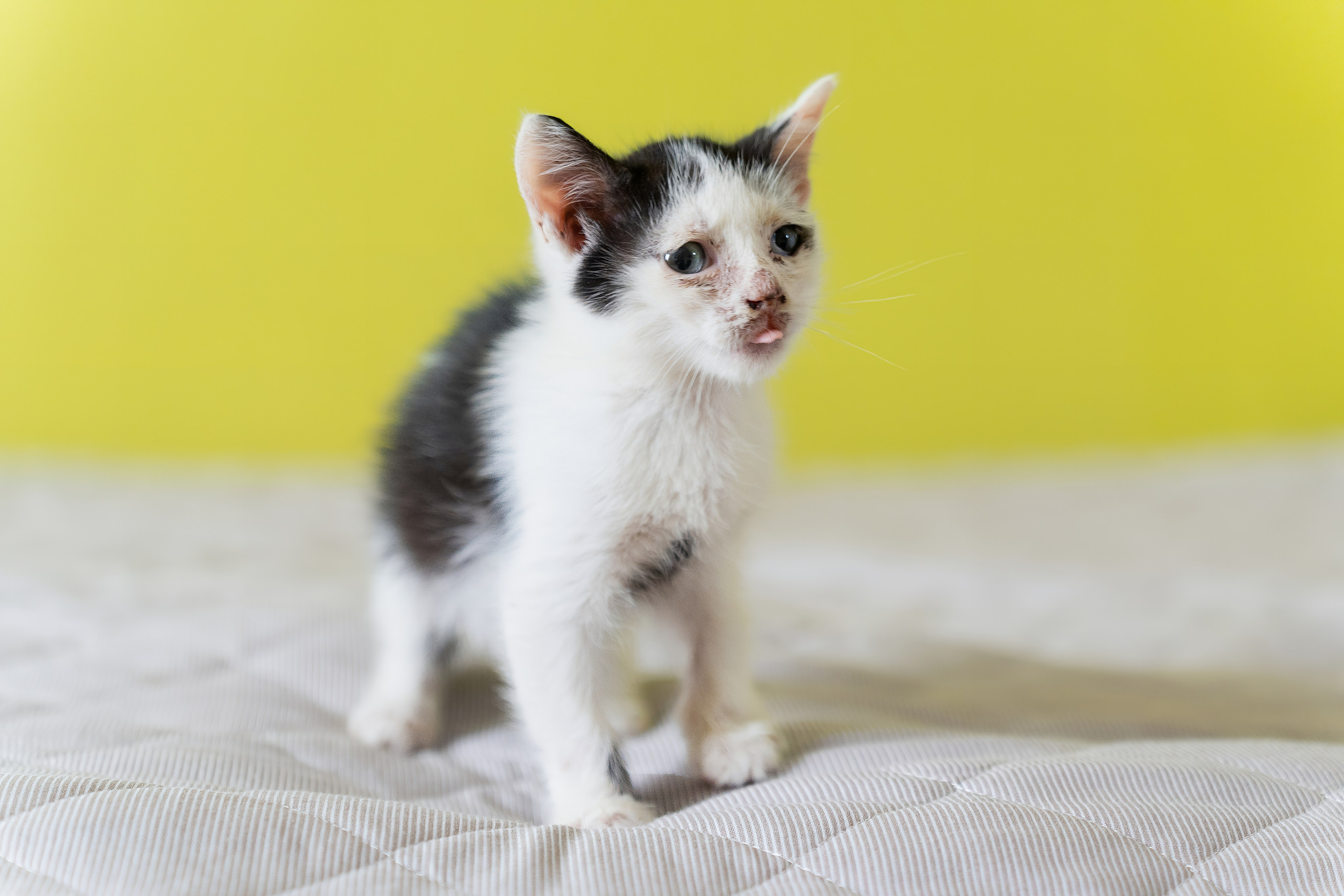 Благотворительная съёмка для котят в Москве. Портретный фотограф в Москве Фарид Леонов