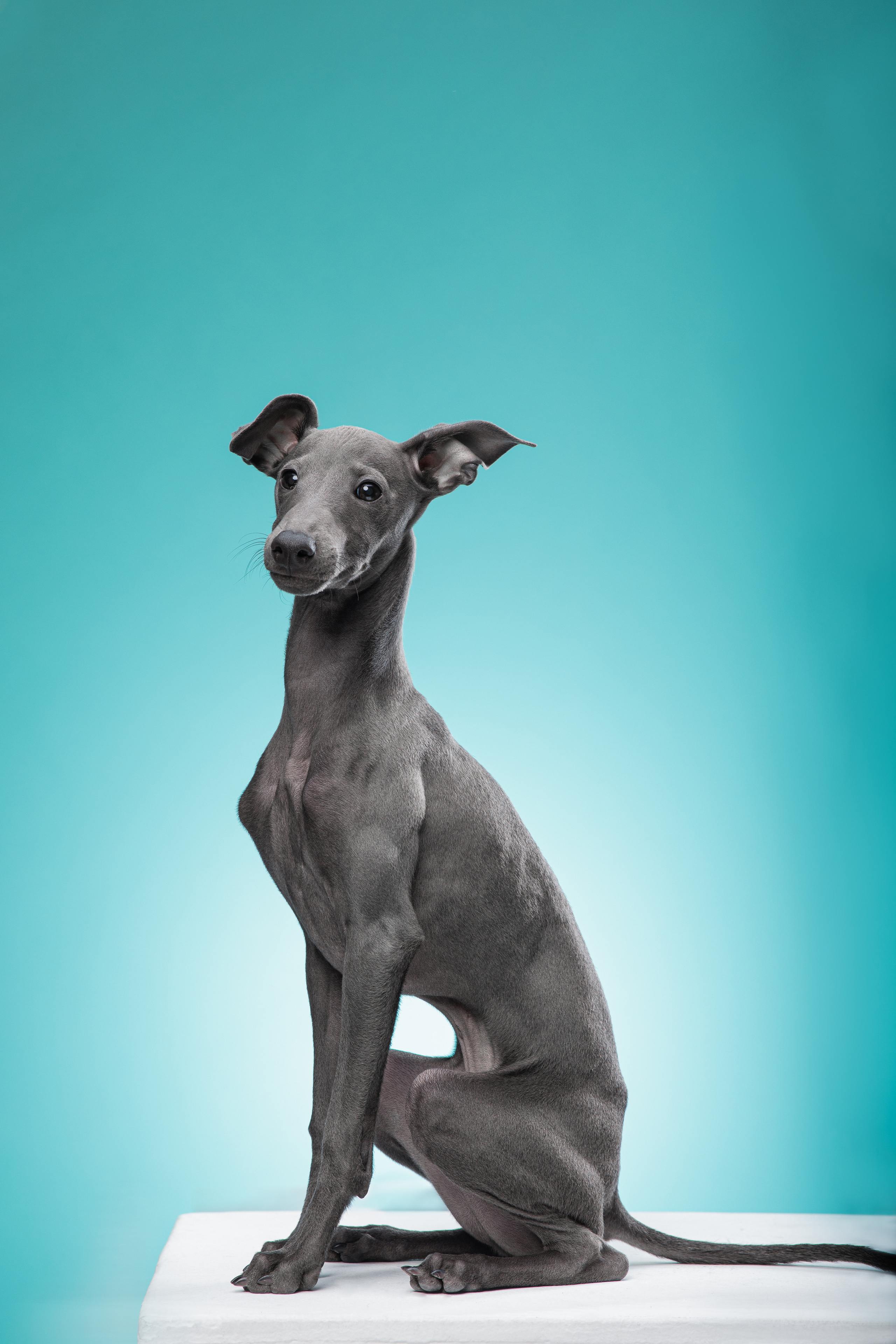 Портреты собак. Фотосессия под ключ в Москве — креативные, женские и семейные съёмки | Фотограф Анна Лебедева