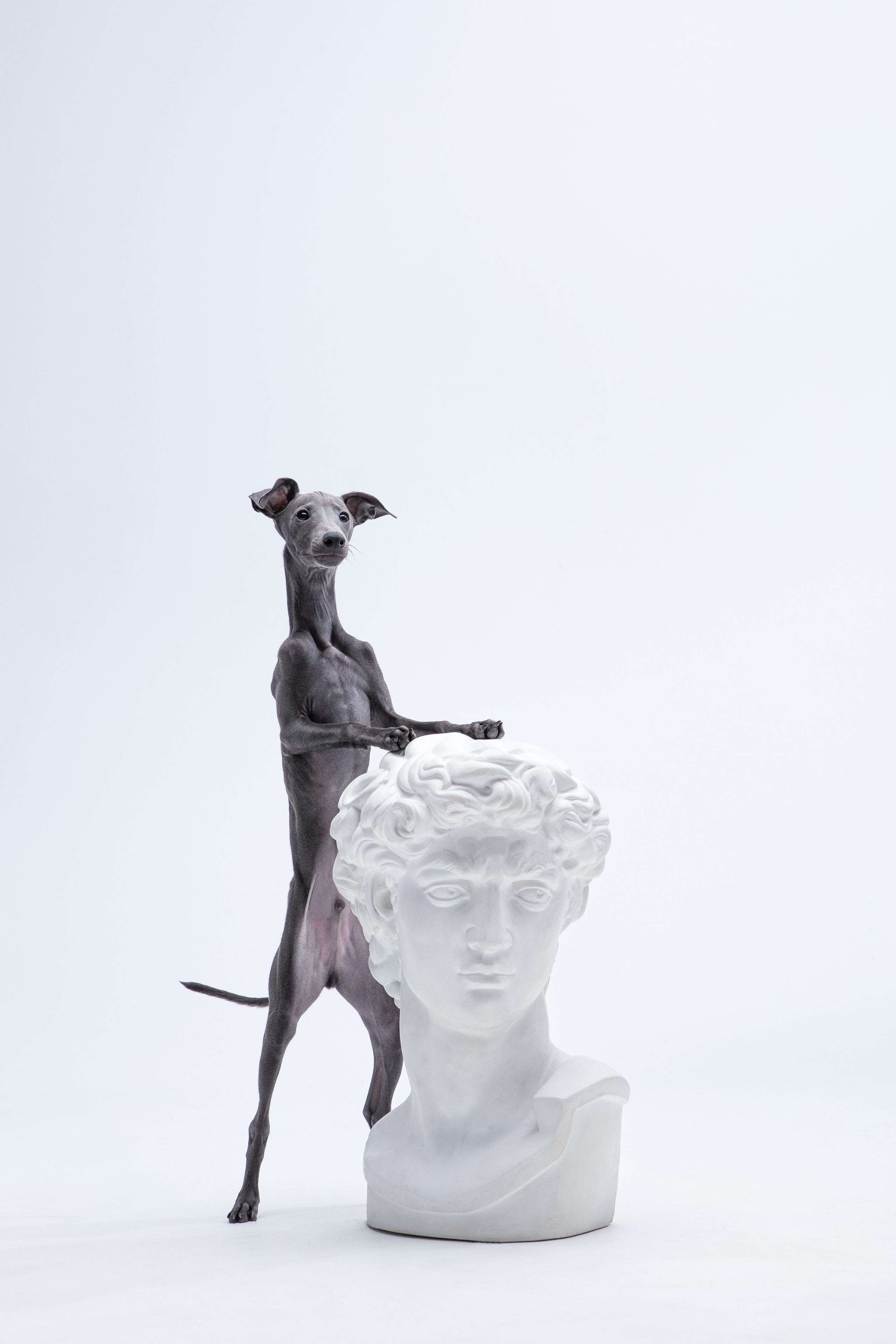 Портреты собак. Фотосессия под ключ в Москве — креативные, женские и семейные съёмки | Фотограф Анна Лебедева