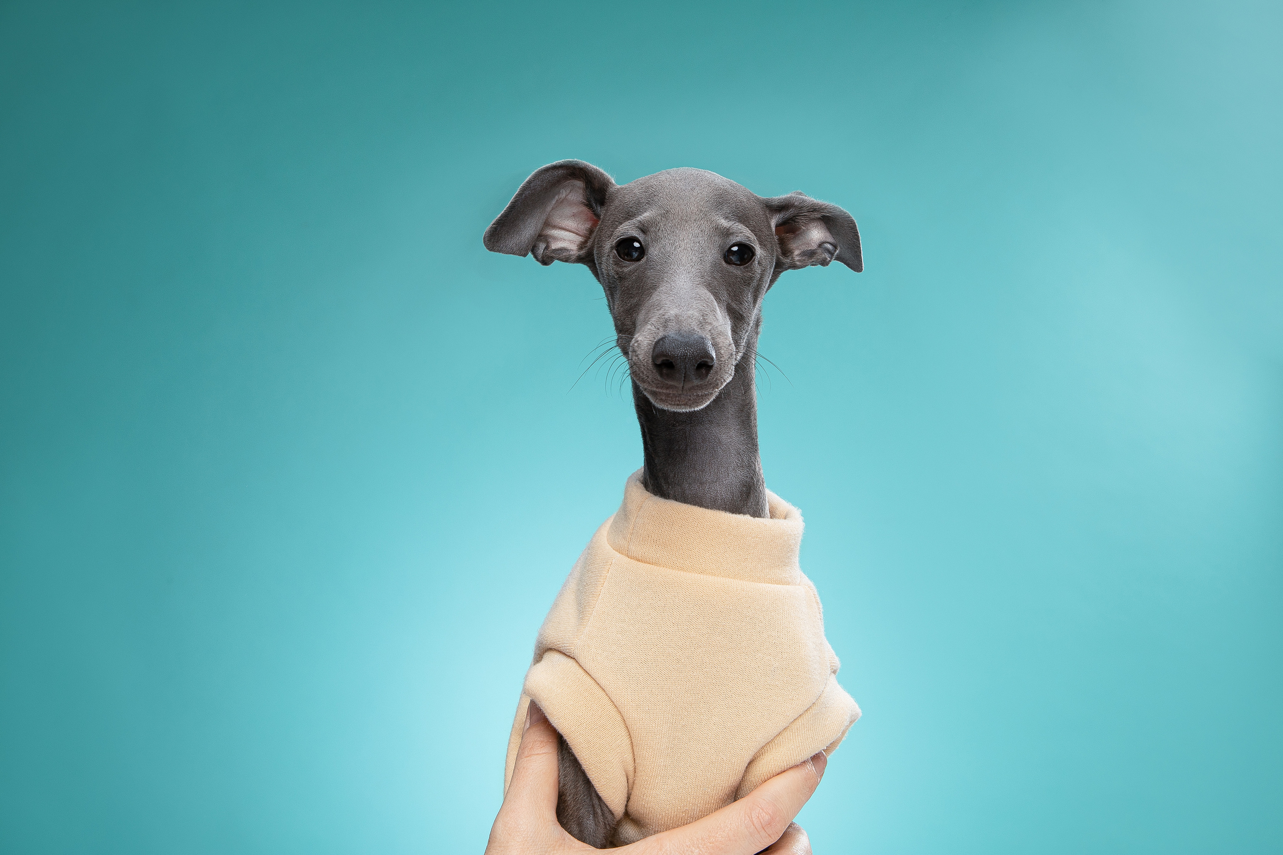 Портреты собак. Фотосессия под ключ в Москве — креативные, женские и семейные съёмки | Фотограф Анна Лебедева