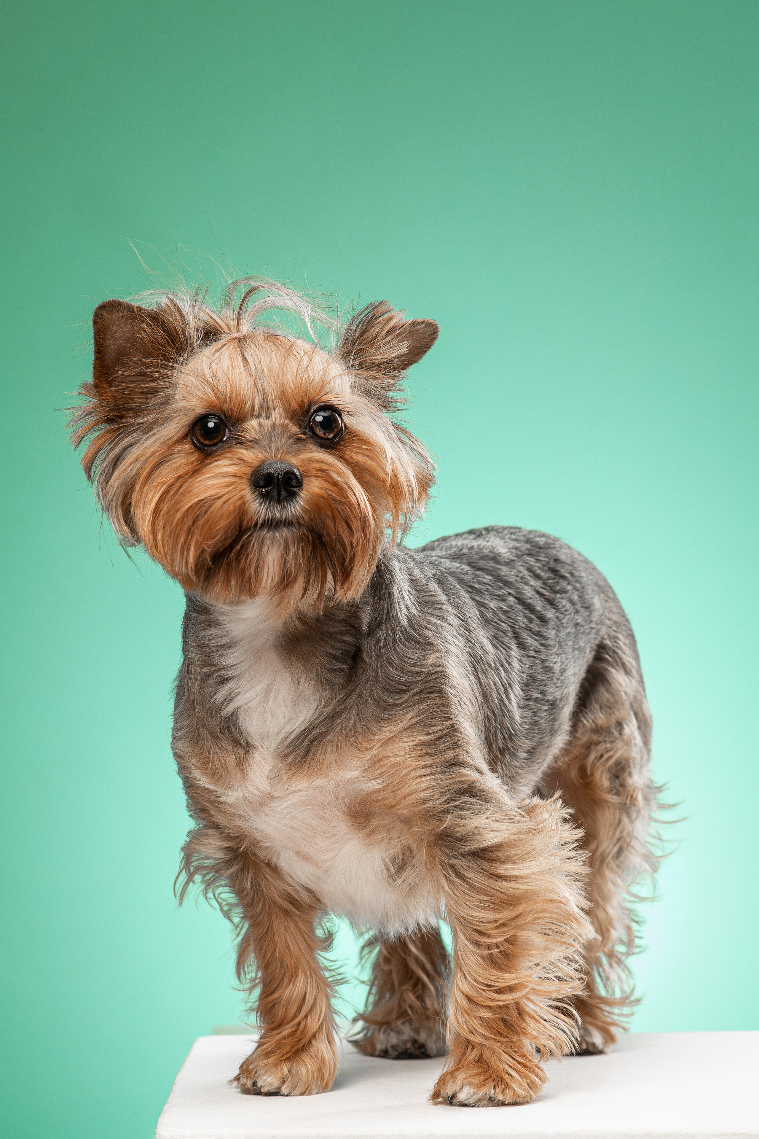 Портреты собак. Фотосессия под ключ в Москве — креативные, женские и семейные съёмки | Фотограф Анна Лебедева