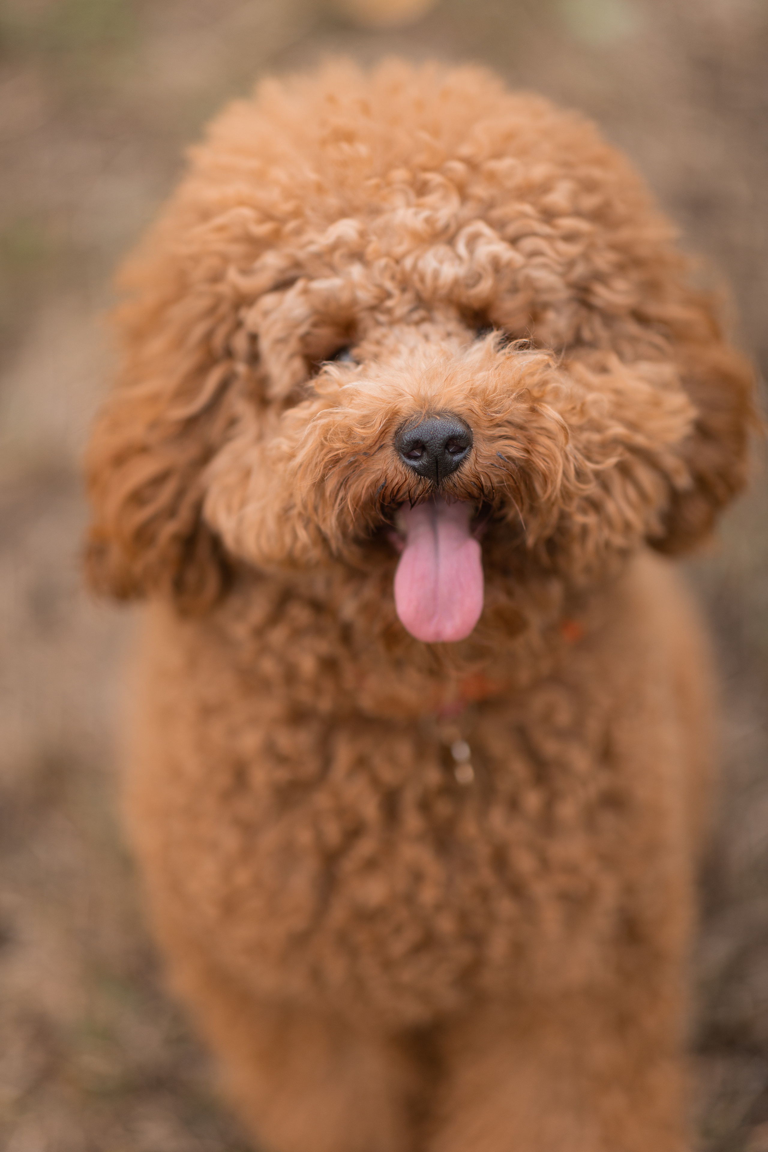 Портреты собак. Фотосессия под ключ в Москве — креативные, женские и семейные съёмки | Фотограф Анна Лебедева