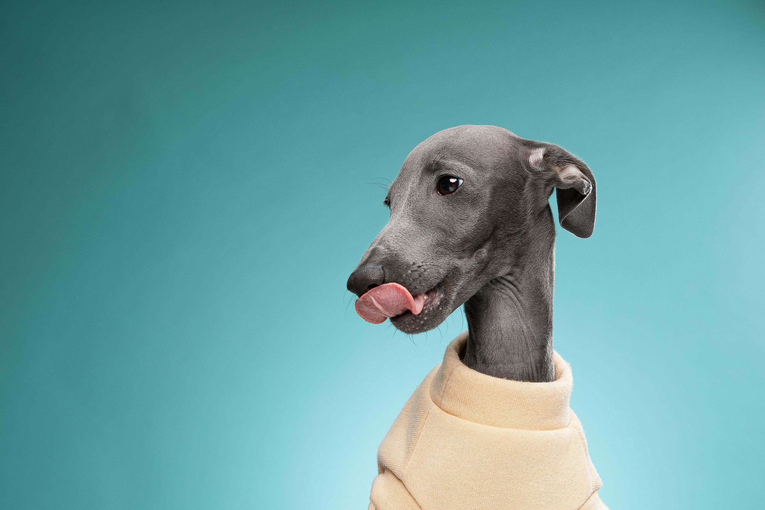 Портреты собак. Фотосессия под ключ в Москве — креативные, женские и семейные съёмки | Фотограф Анна Лебедева