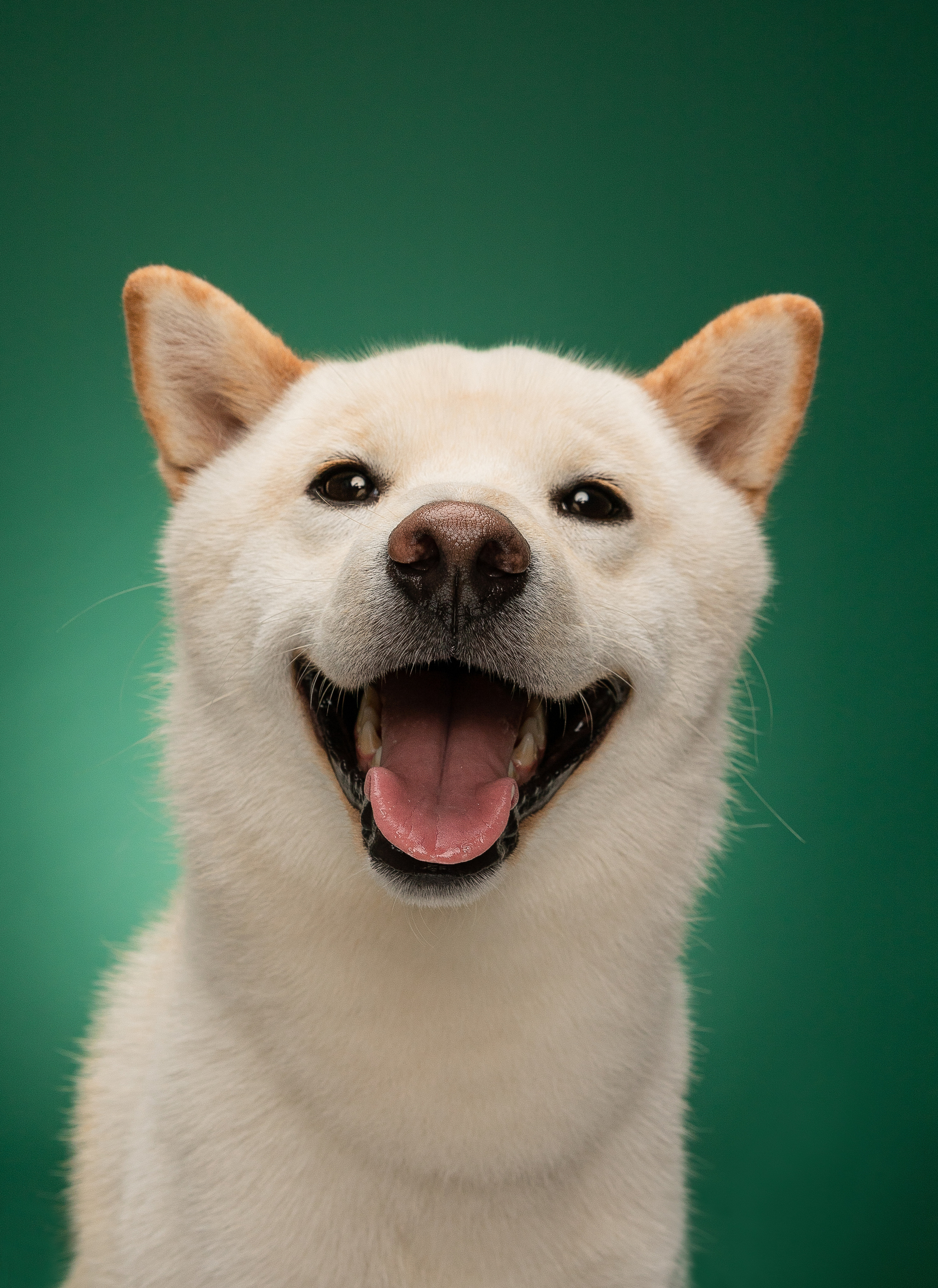 Портреты собак. Фотосессия под ключ в Москве — креативные, женские и семейные съёмки | Фотограф Анна Лебедева