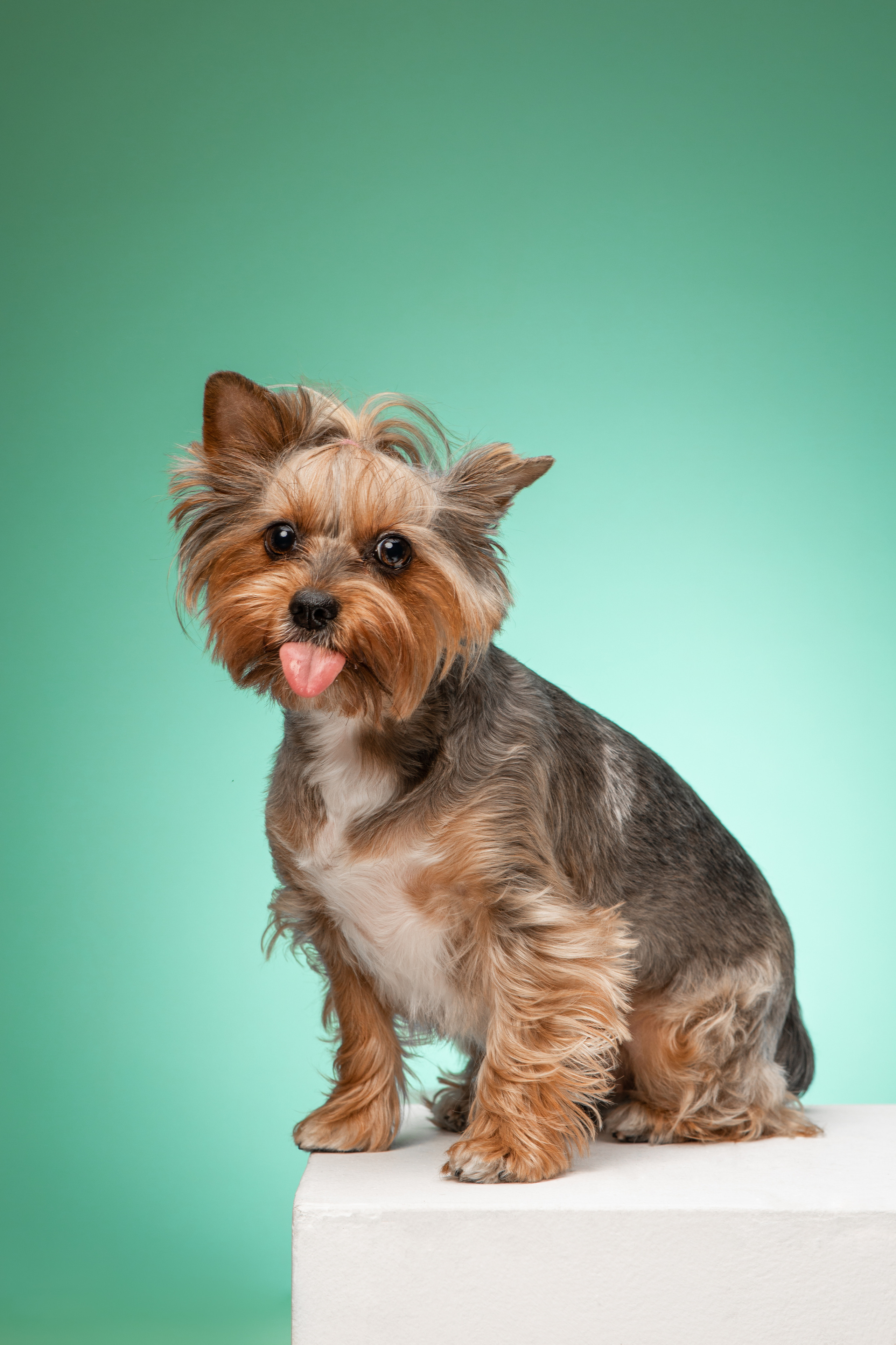 Портреты собак. Фотосессия под ключ в Москве — креативные, женские и семейные съёмки | Фотограф Анна Лебедева