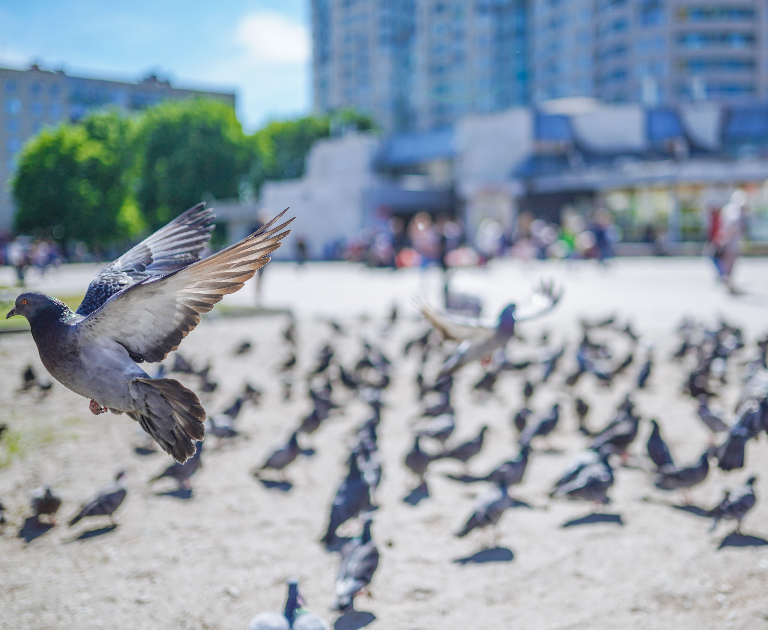 Пернатый психоз. Стрит-фотография, полная абсурда, идиотизма и красоты
