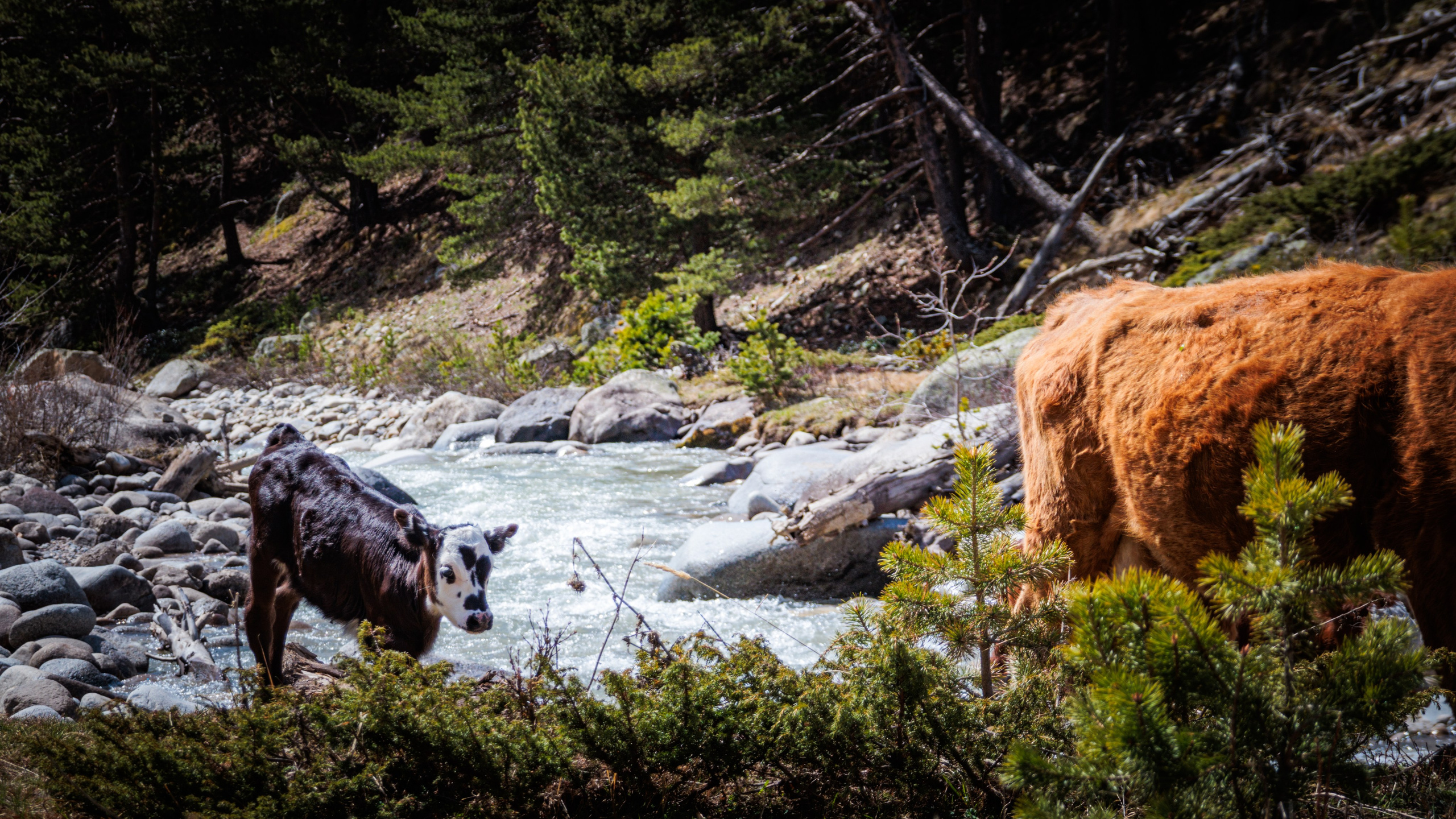 Трекинг / Ирик. Фотограф на трекинг и восхождение Эльбрус, Приэльбрусье. Елизавета Бобок