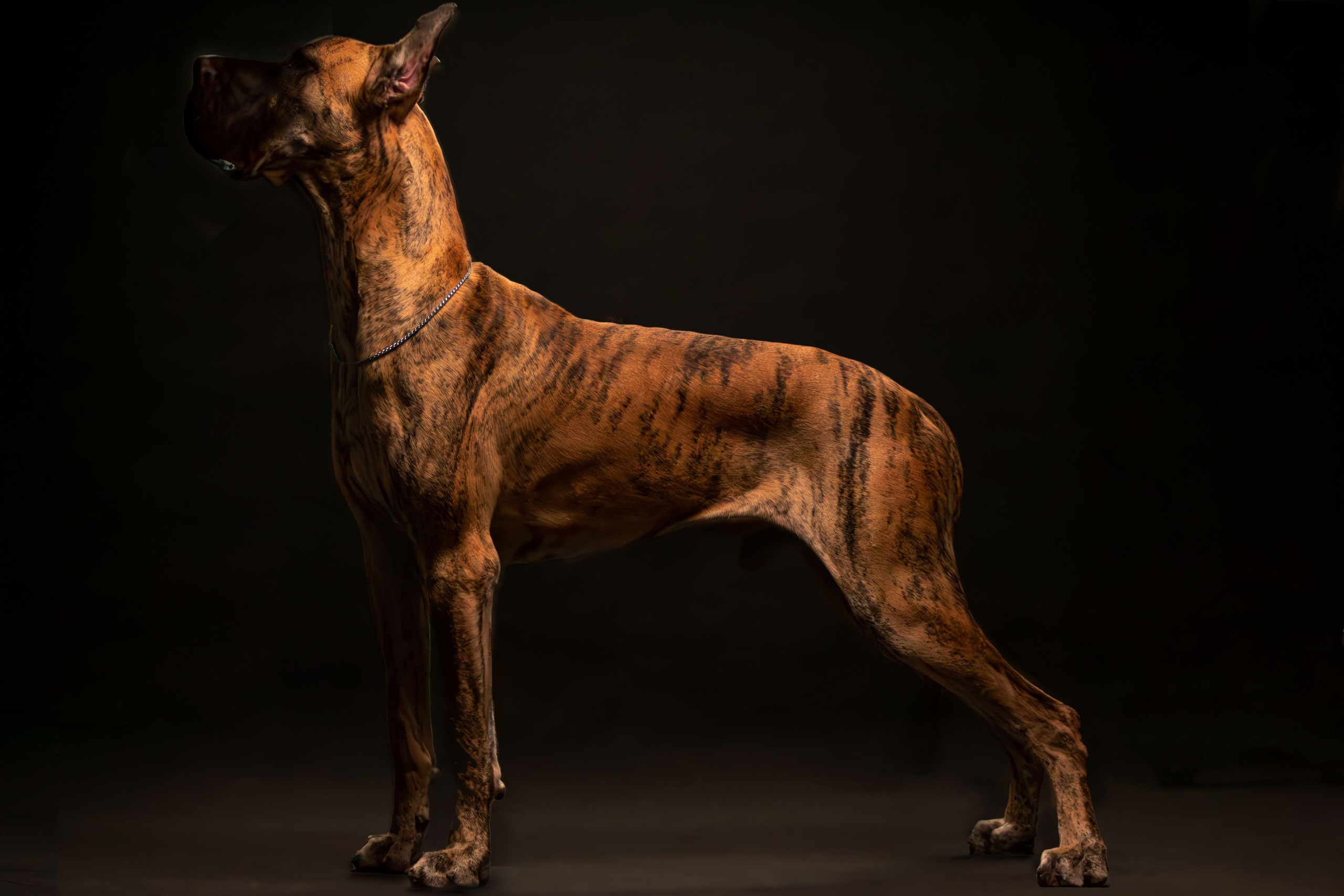 Елена, Honney Highlight и Эрафия. Фотограф анималист — Тула, Москва