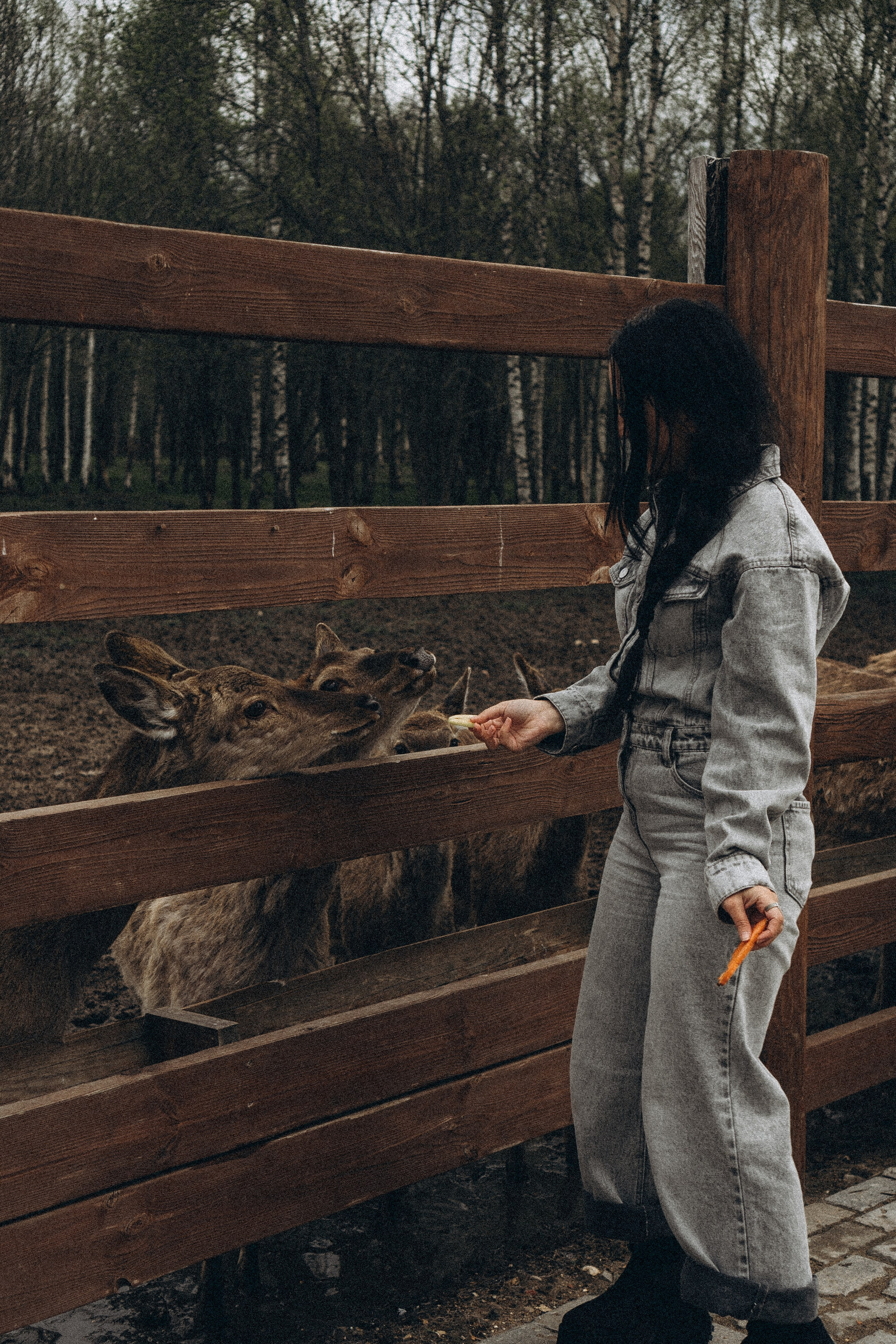 ОЛЕНЬЯ ФЕРМА В ТВЕРИ. Профессиональный фотограф, Санкт-Петербург — Виктория Богомолова