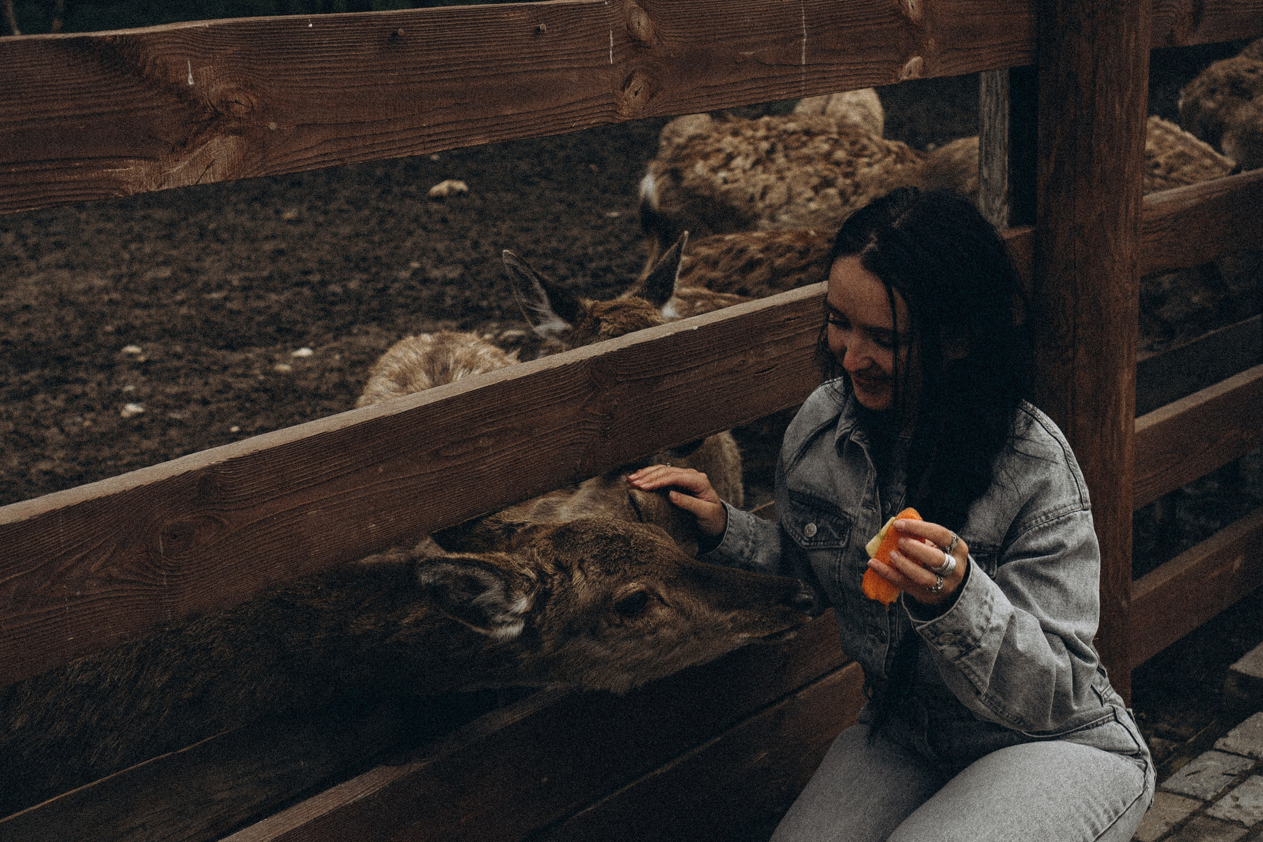 ОЛЕНЬЯ ФЕРМА В ТВЕРИ. Профессиональный фотограф, Санкт-Петербург — Виктория Богомолова
