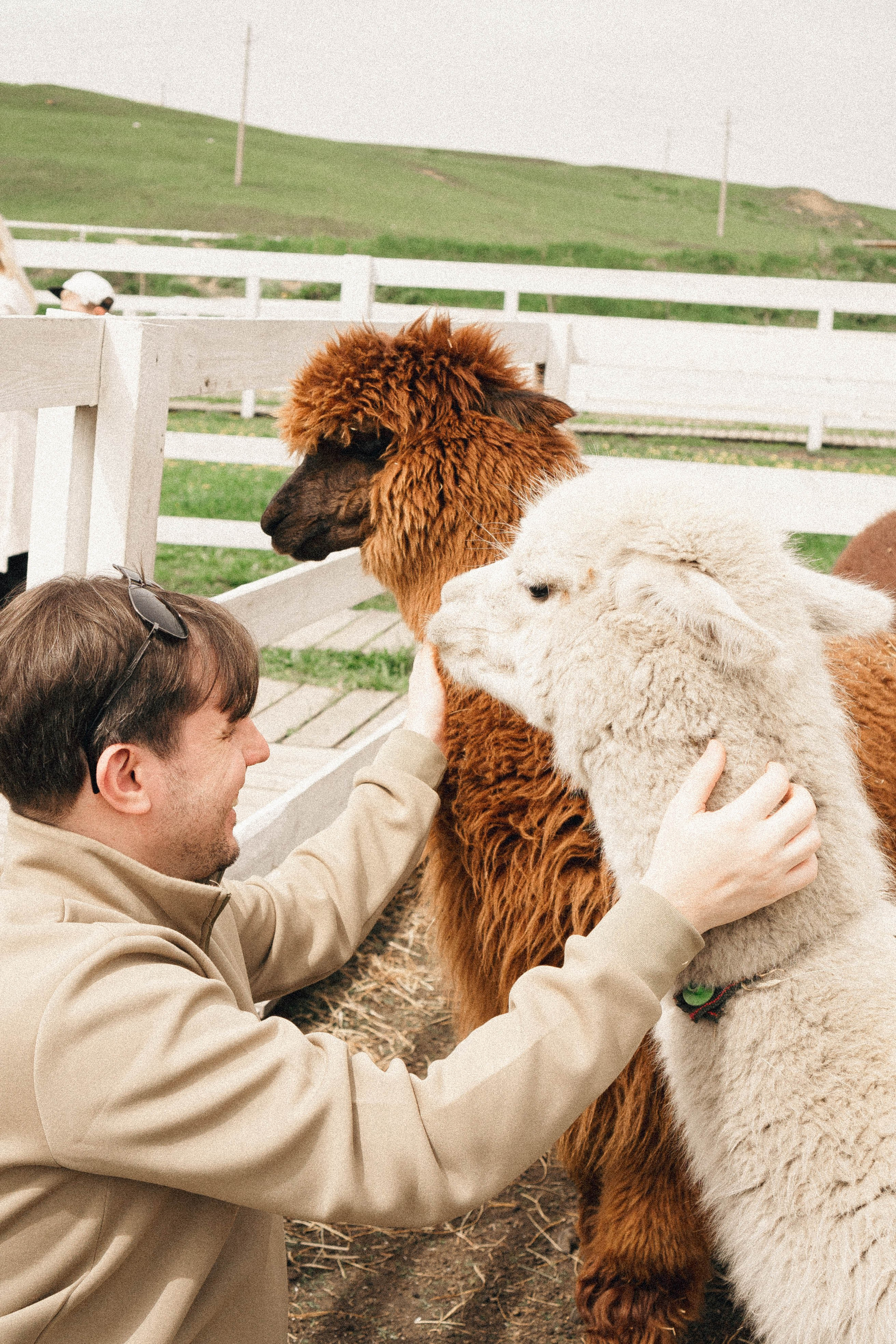 Ферма Альпак. Профессиональный фотограф, Санкт-Петербург — Виктория Богомолова