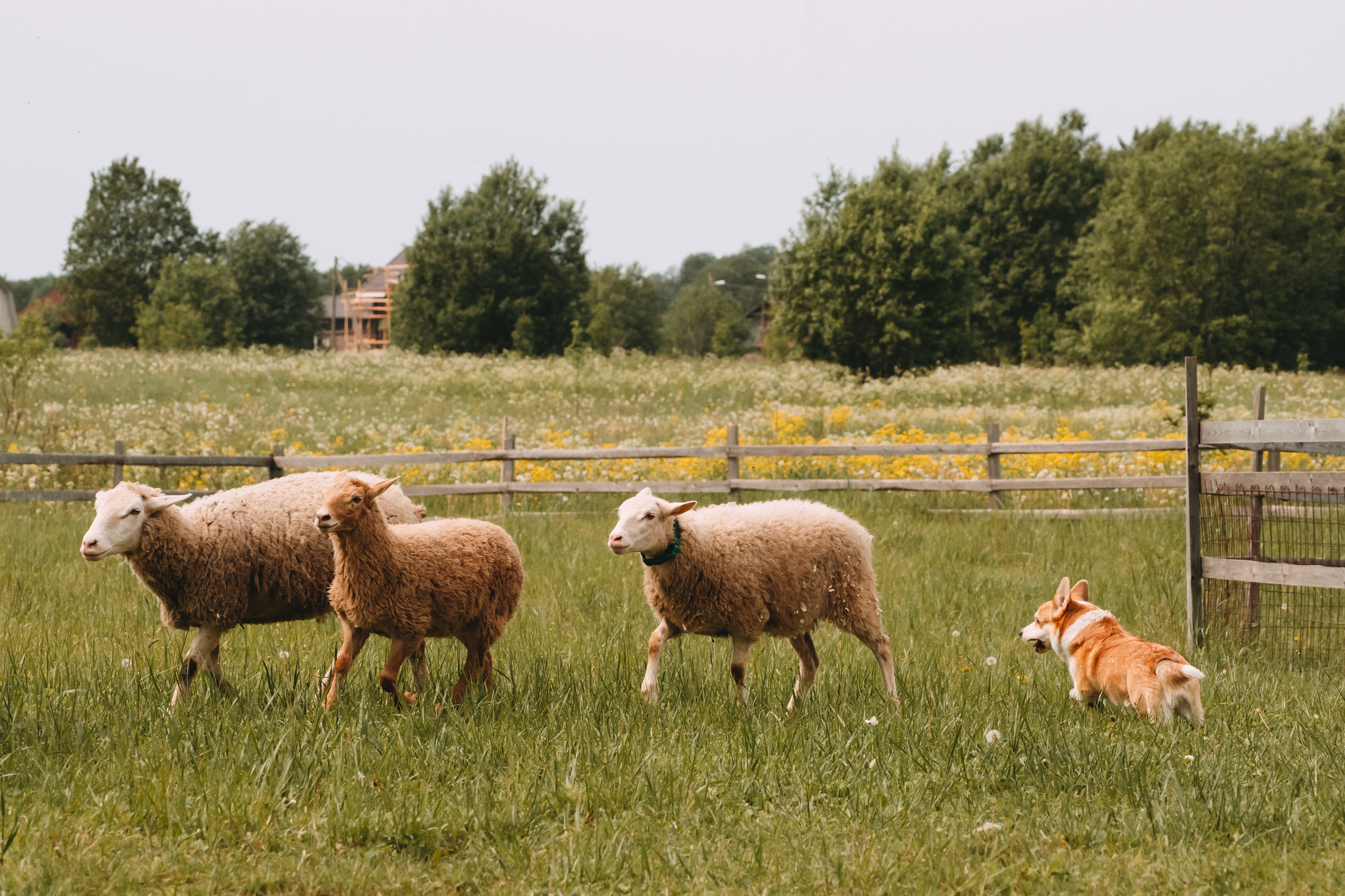 Состязания по пастушьей службе 1-2.06.24, Заостровье. Фотограф-анималист Анастасия Большакова