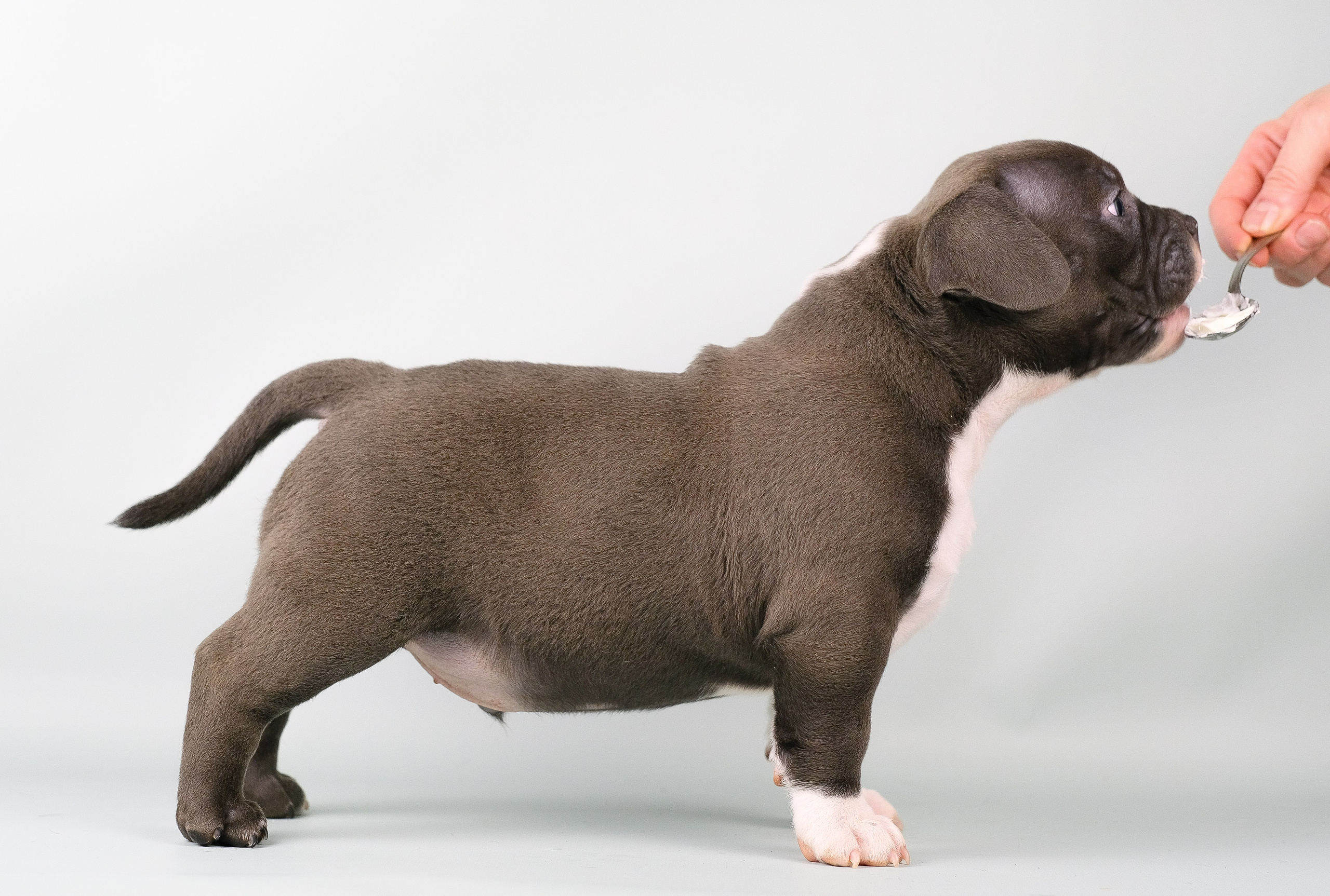 Американский Булли. Фотограф и видеограф анималист Аганина Дарья