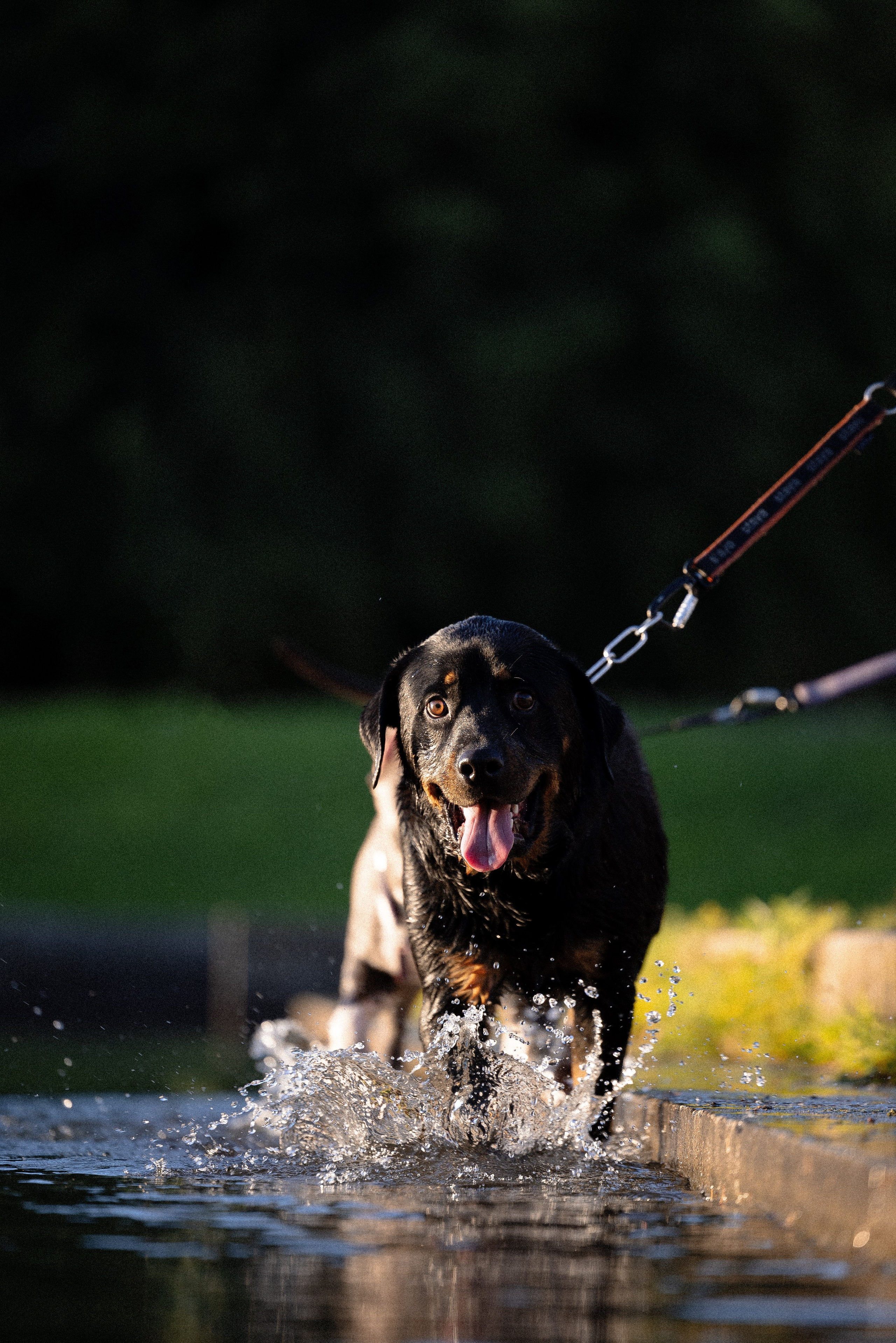 Катя, Леша, Лея и Трой. Фотограф и видеограф анималист Аганина Дарья