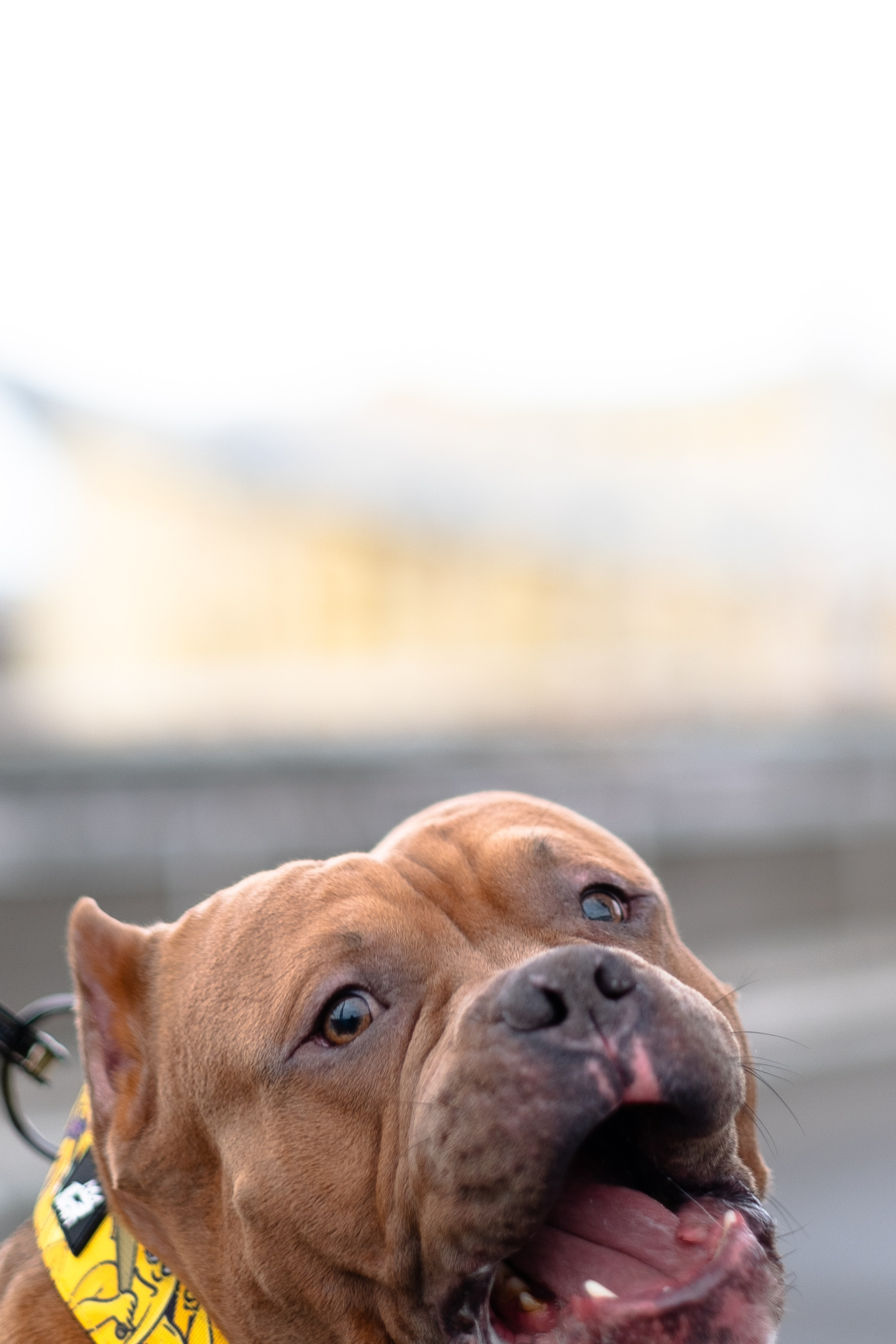 Спай и его семья. Фотограф и видеограф анималист Аганина Дарья