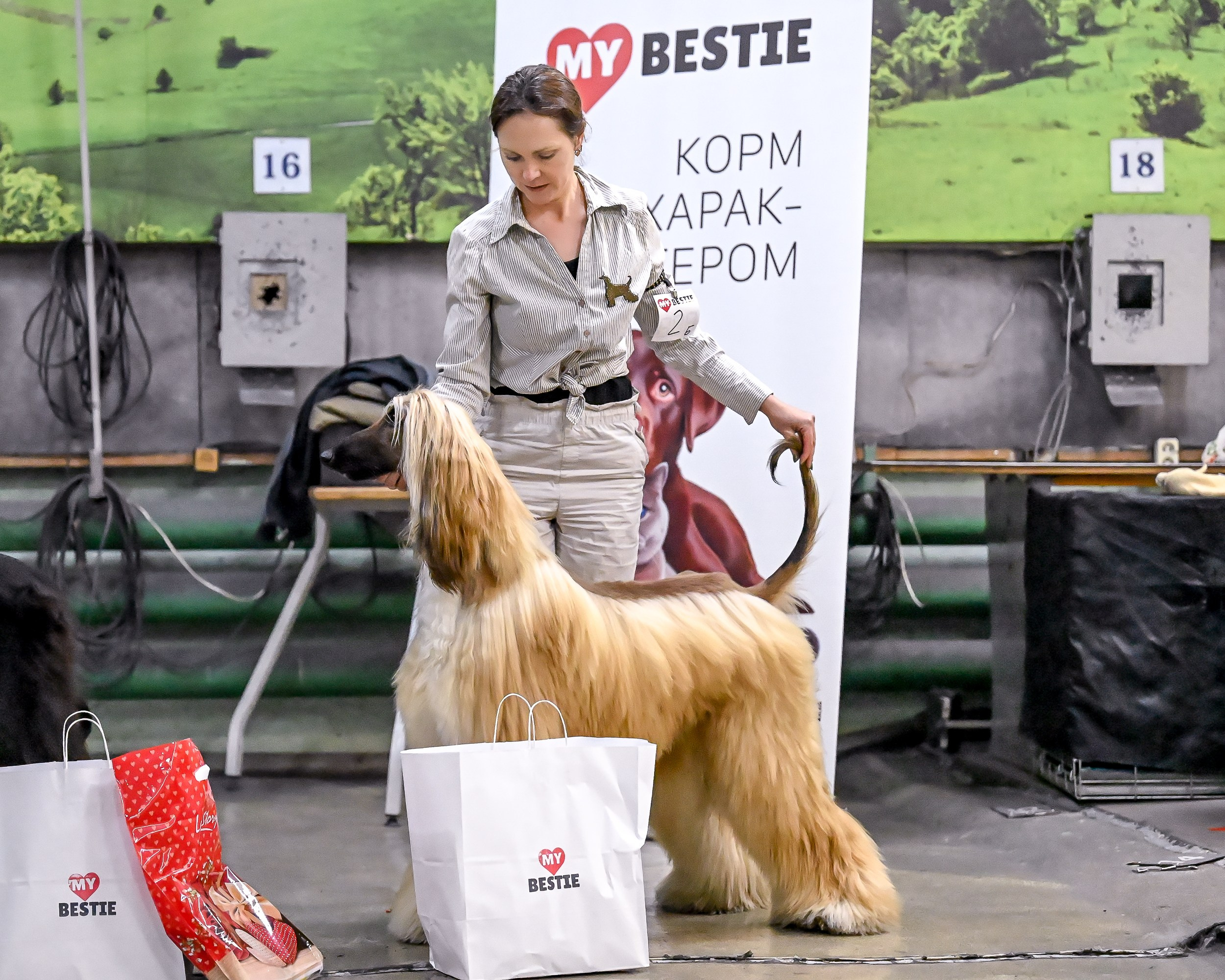 07.11.2025 Клуб Хобби. Галерея фотографий афганской борзой