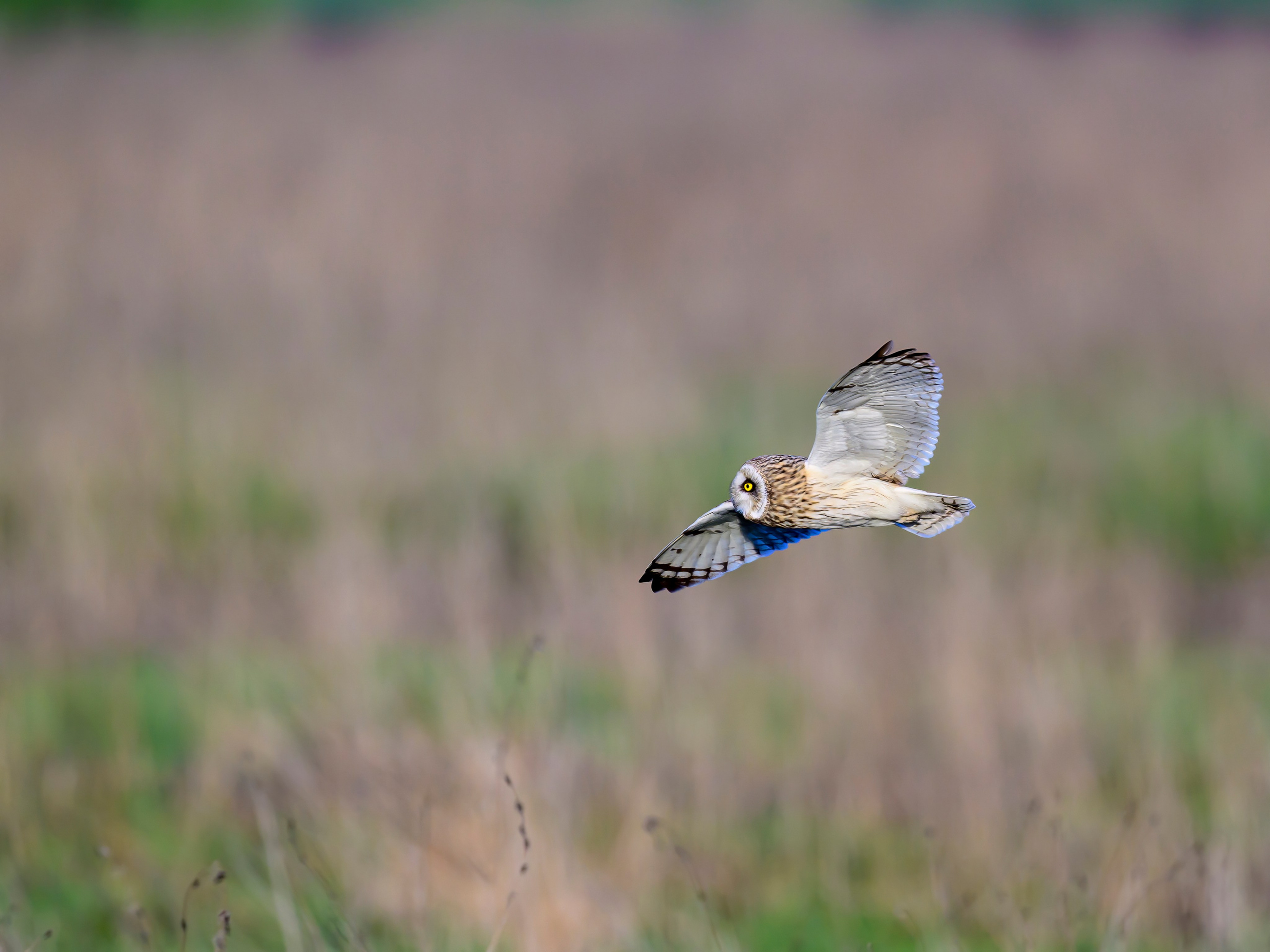 Совы и сороки. Wildlife photography by Sergey Puponin
