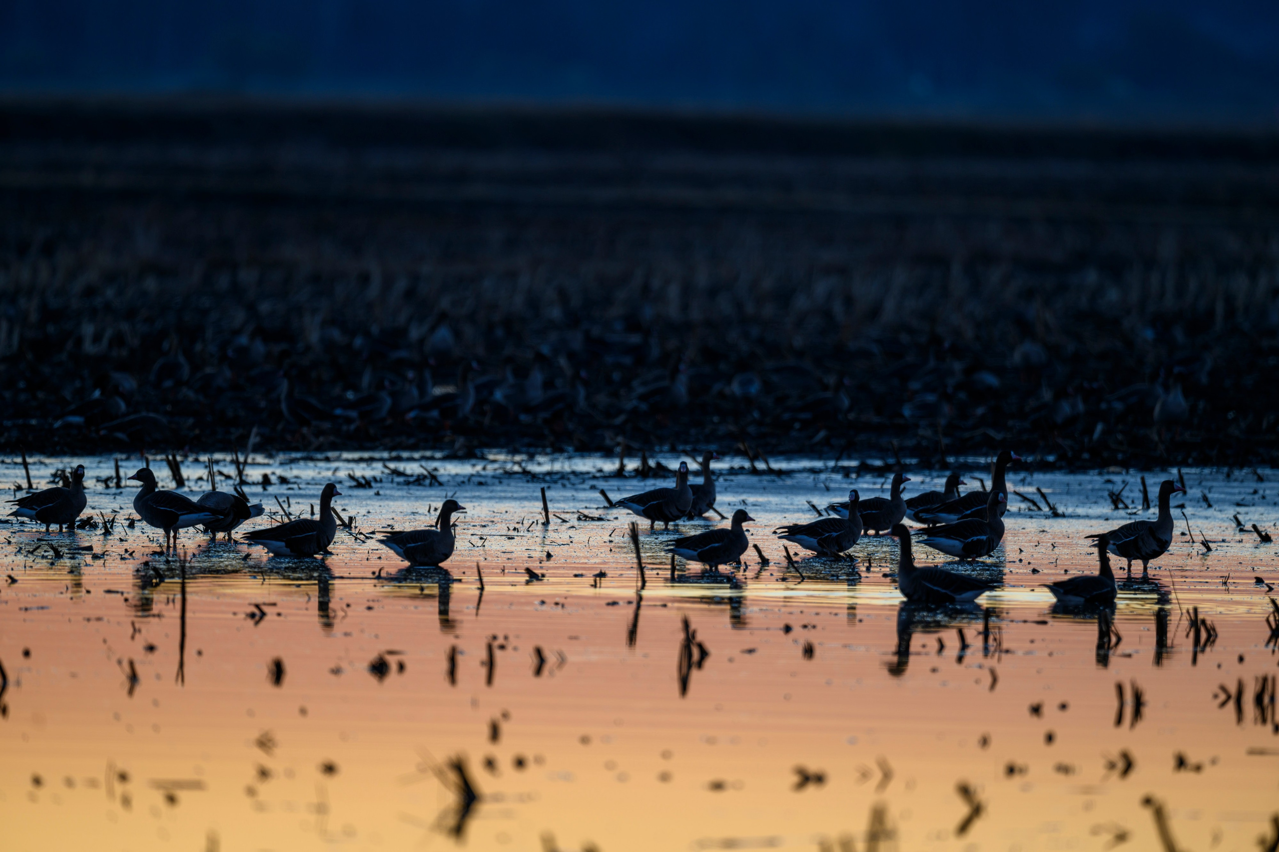 Гуси и веретенник. Wildlife photography by Sergey Puponin