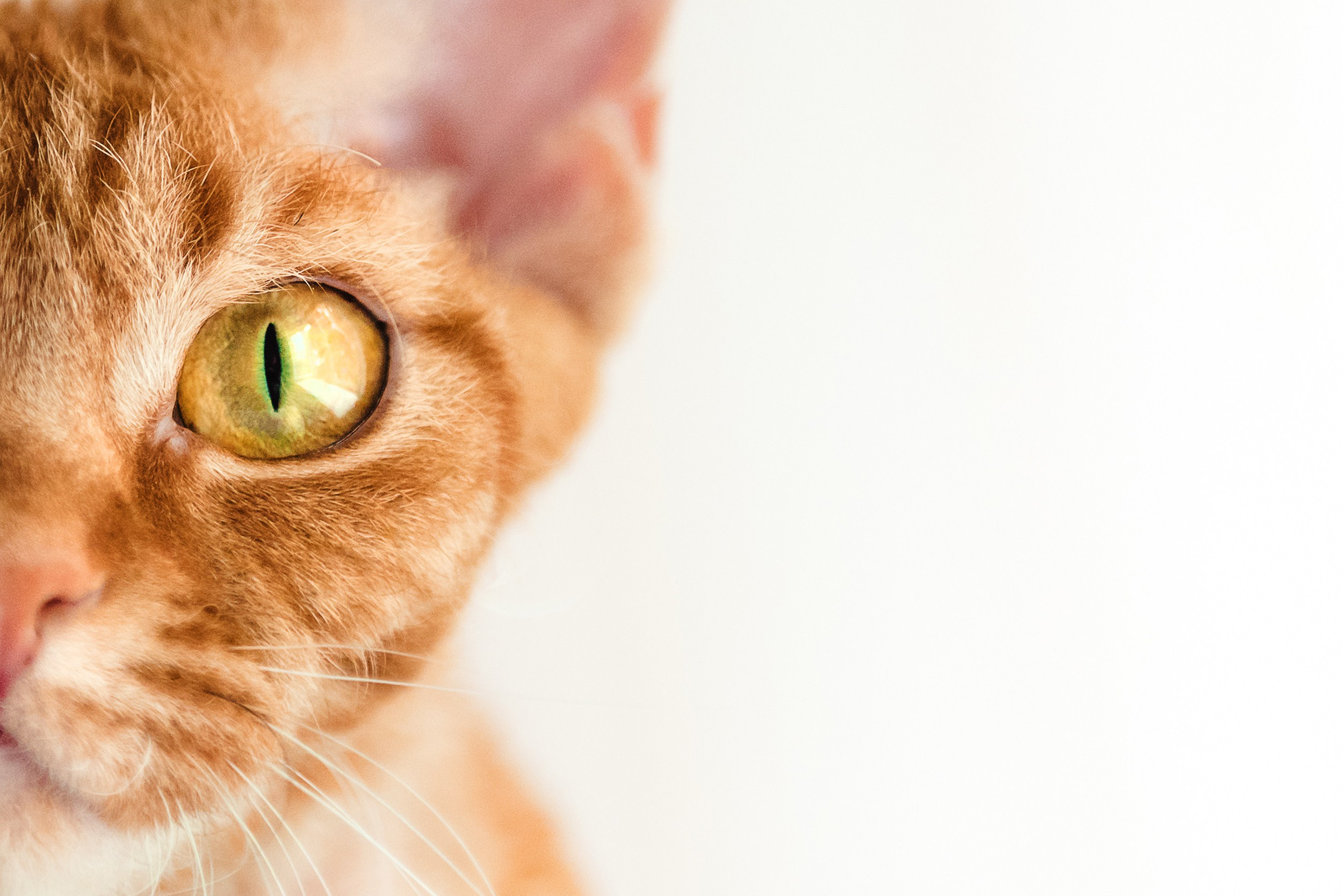 Кошка. Семейный Фотограф в Москве Ирина Хохлова