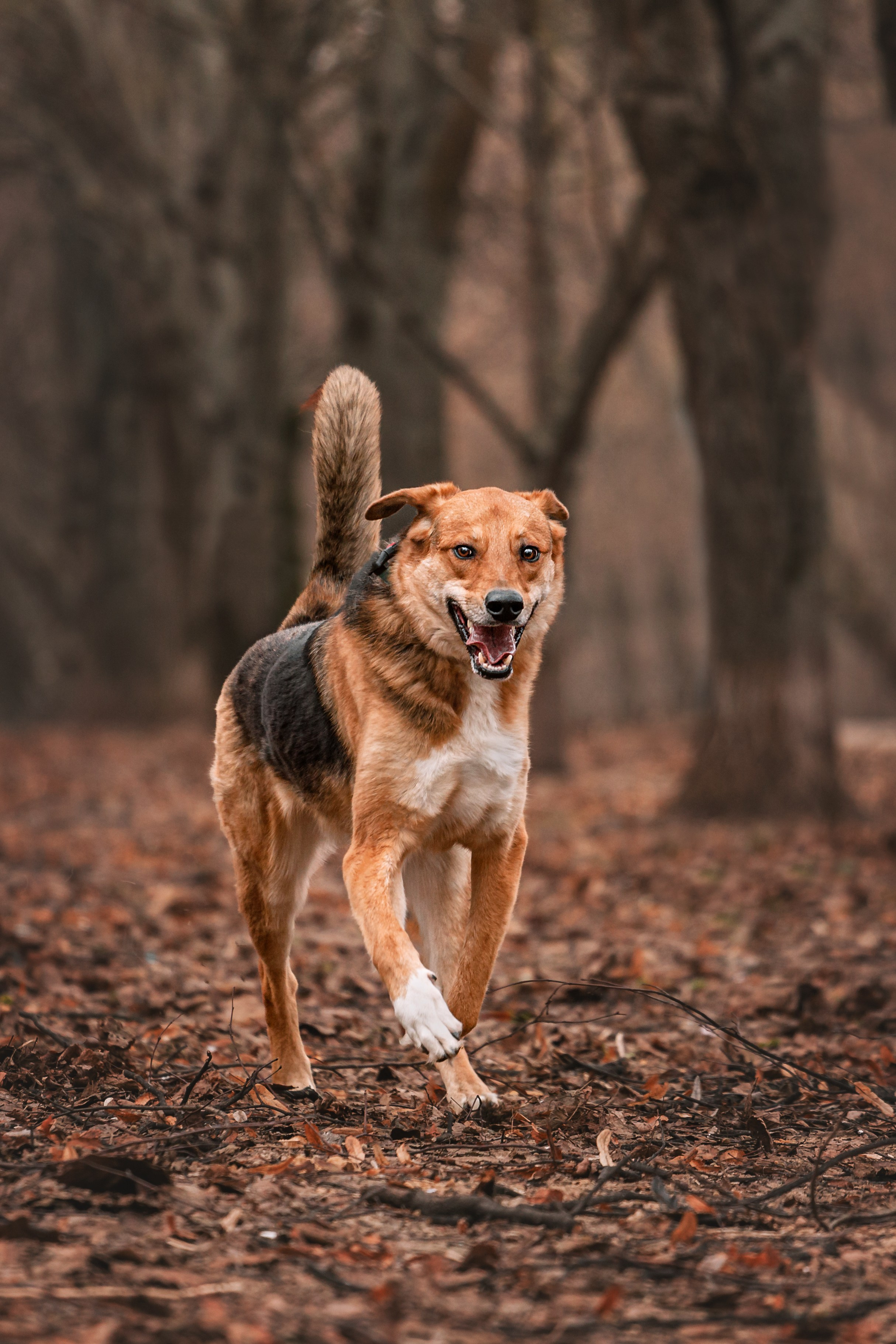 Трэвис и Валли 2024. Фотограф-анималист Татьяна Степанова