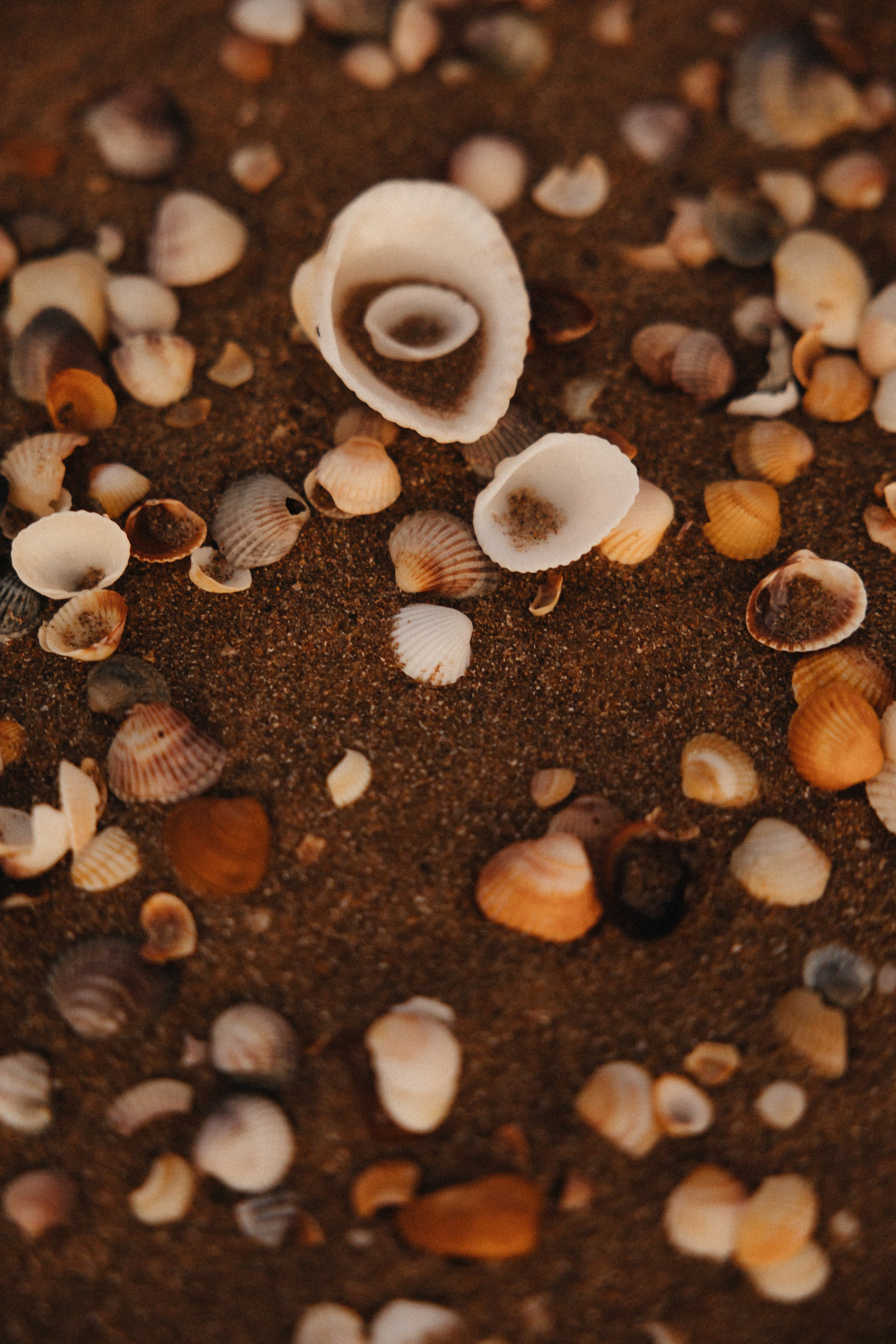 Взлететь как птицы…. Свадебный и семейный фотограф и видеограф, Крым, Москва, Санкт -Петербург