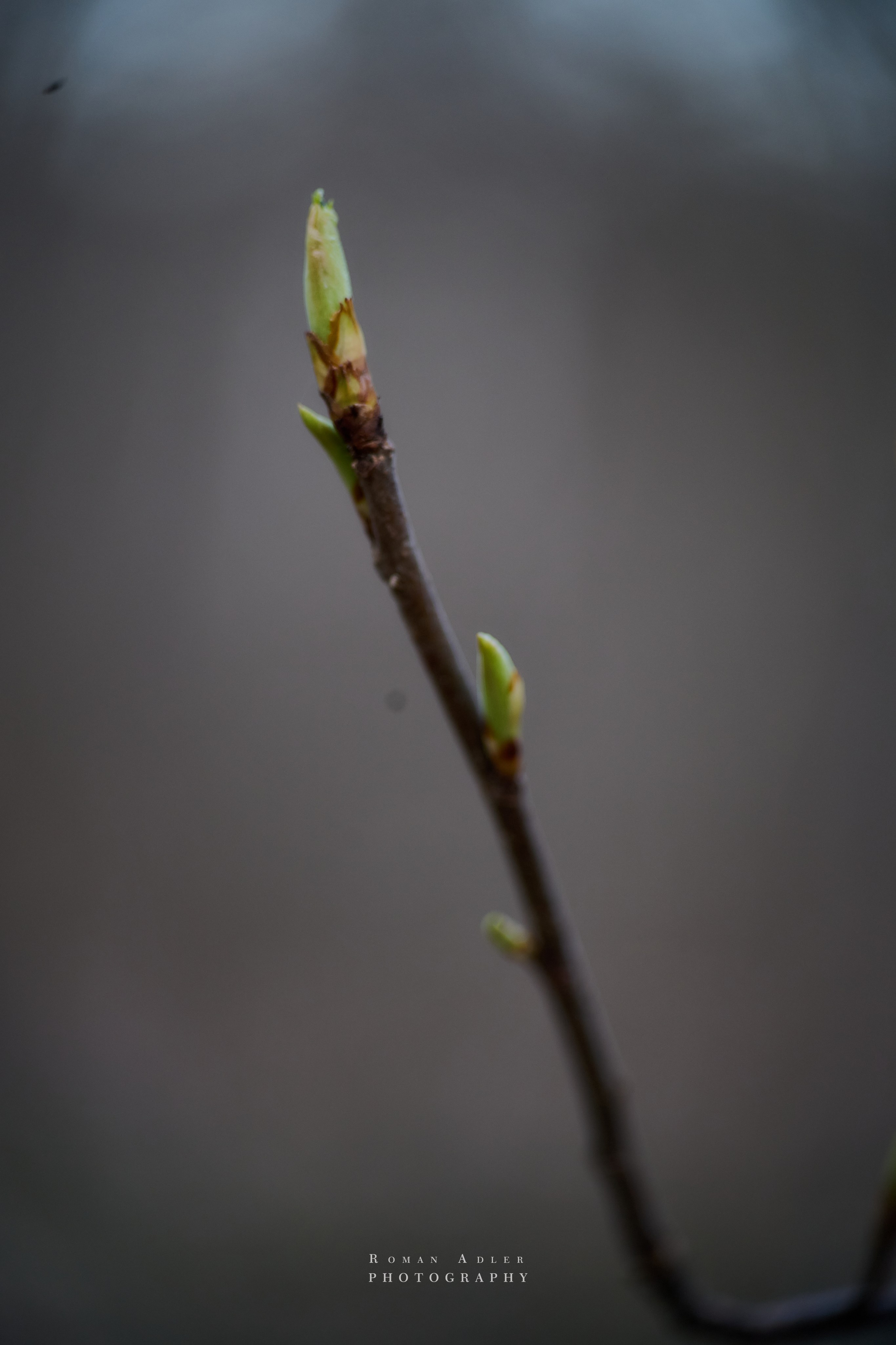 Весна. Москва 2025. Фотограф Роман Адлер