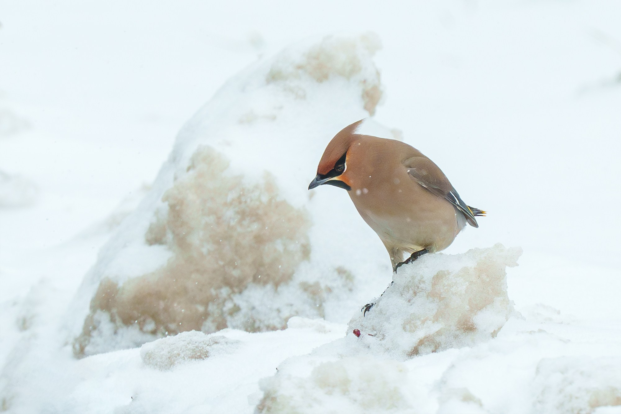 Удивительные мир птиц. Вокруг нас столько прекрасного — присмотритесь!. Ваш личный фотограф Марина Волкова