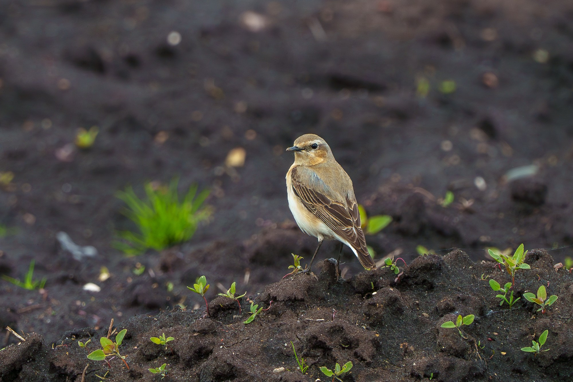 Удивительные мир птиц. Вокруг нас столько прекрасного — присмотритесь!. Ваш личный фотограф Марина Волкова