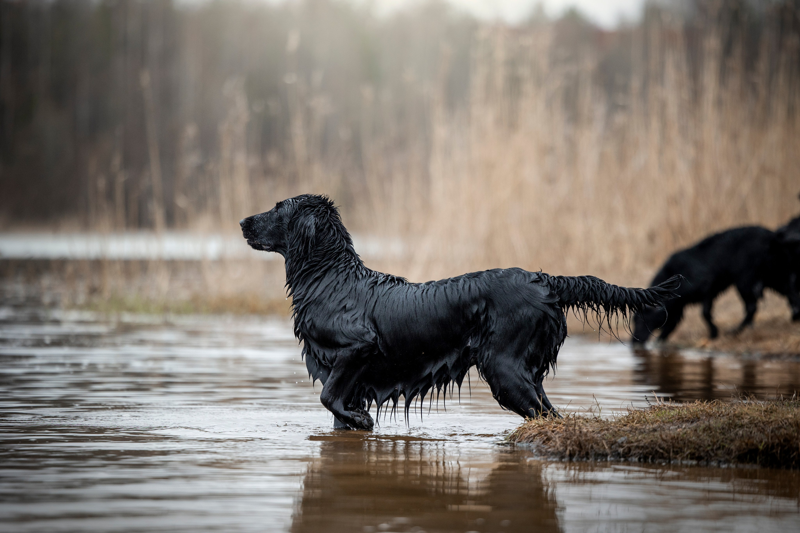 Ора, Ева, Рози и их семья. Фотограф — Анималист | Санкт-Петербург
