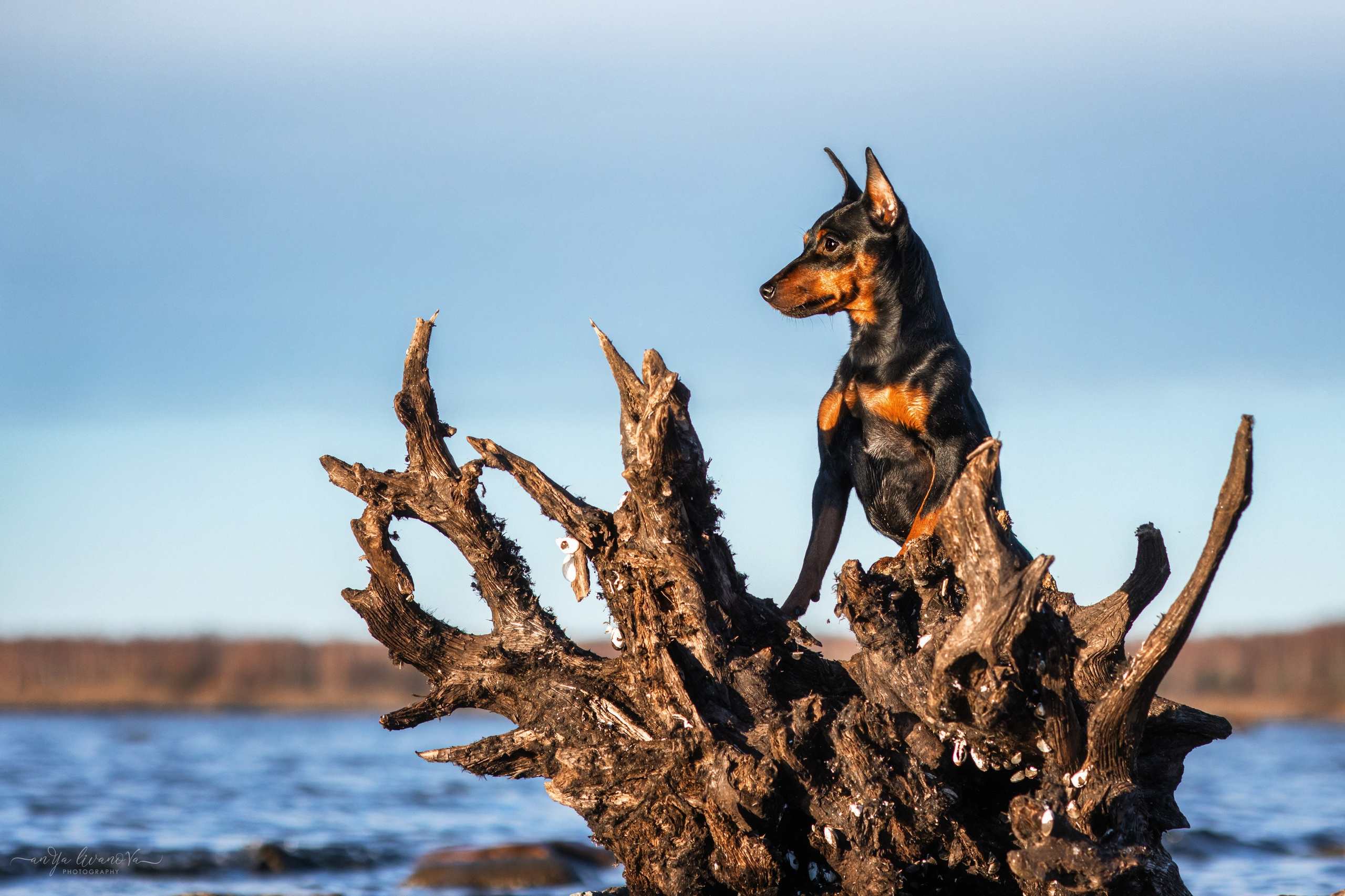 Лёня. Фотограф анималист Аня Ливанова | Рыбинск