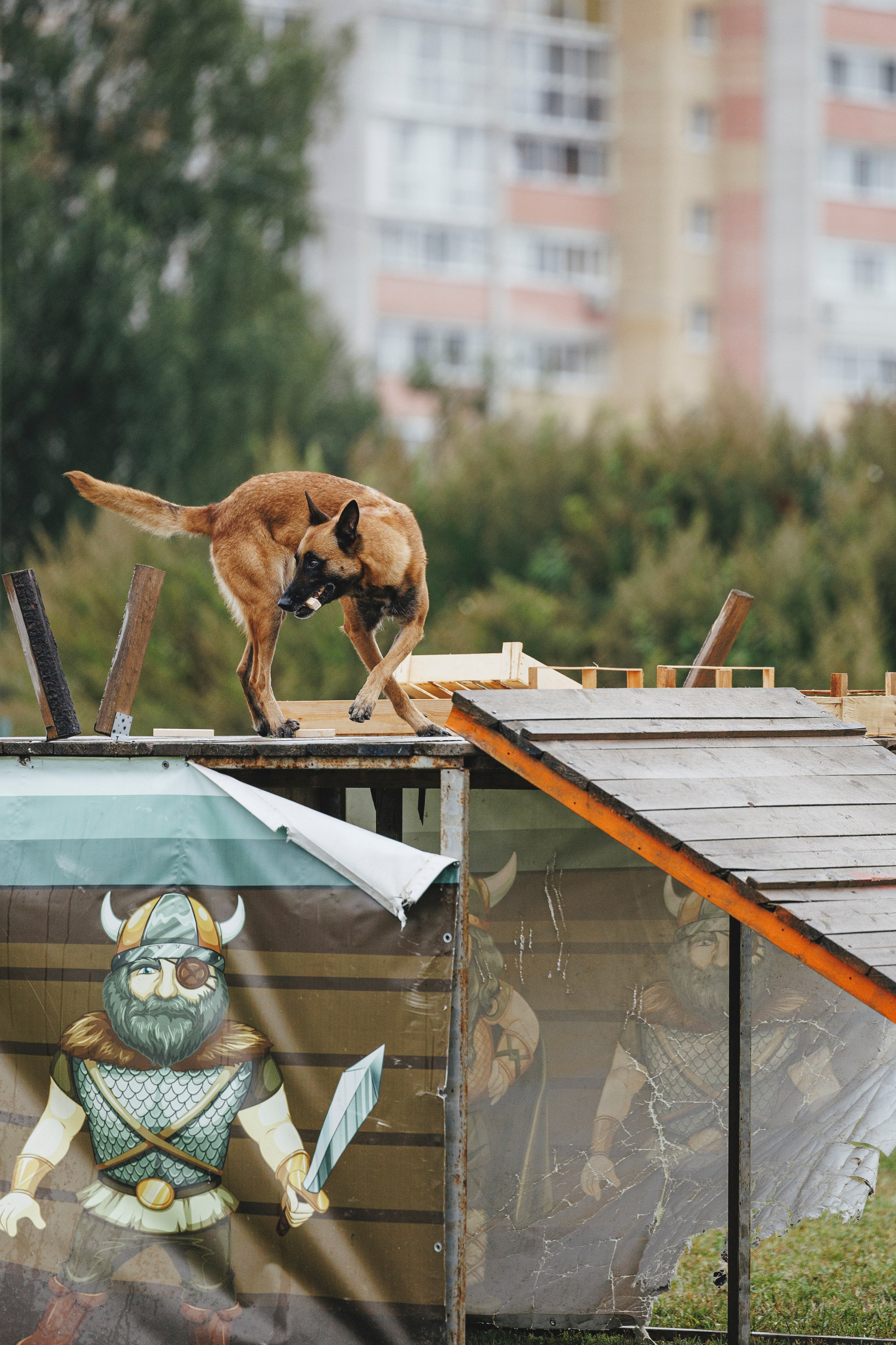 08.08.25-10.08.25 ЧР по мондьорингу г. Вологда. Фотограф-анималист Анна Маринич