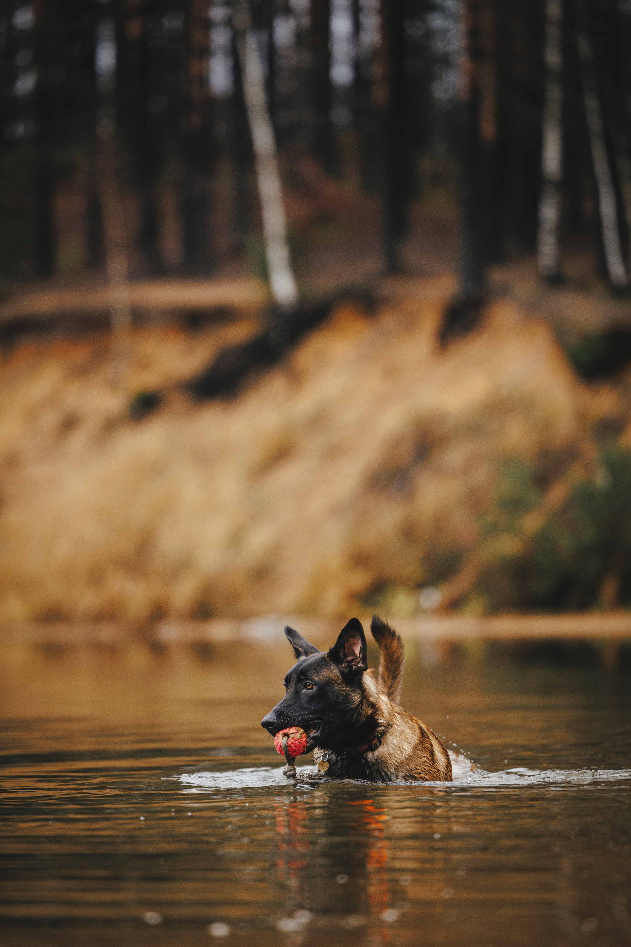 Омен, Айс и Рицу. Фотограф-анималист Анна Маринич