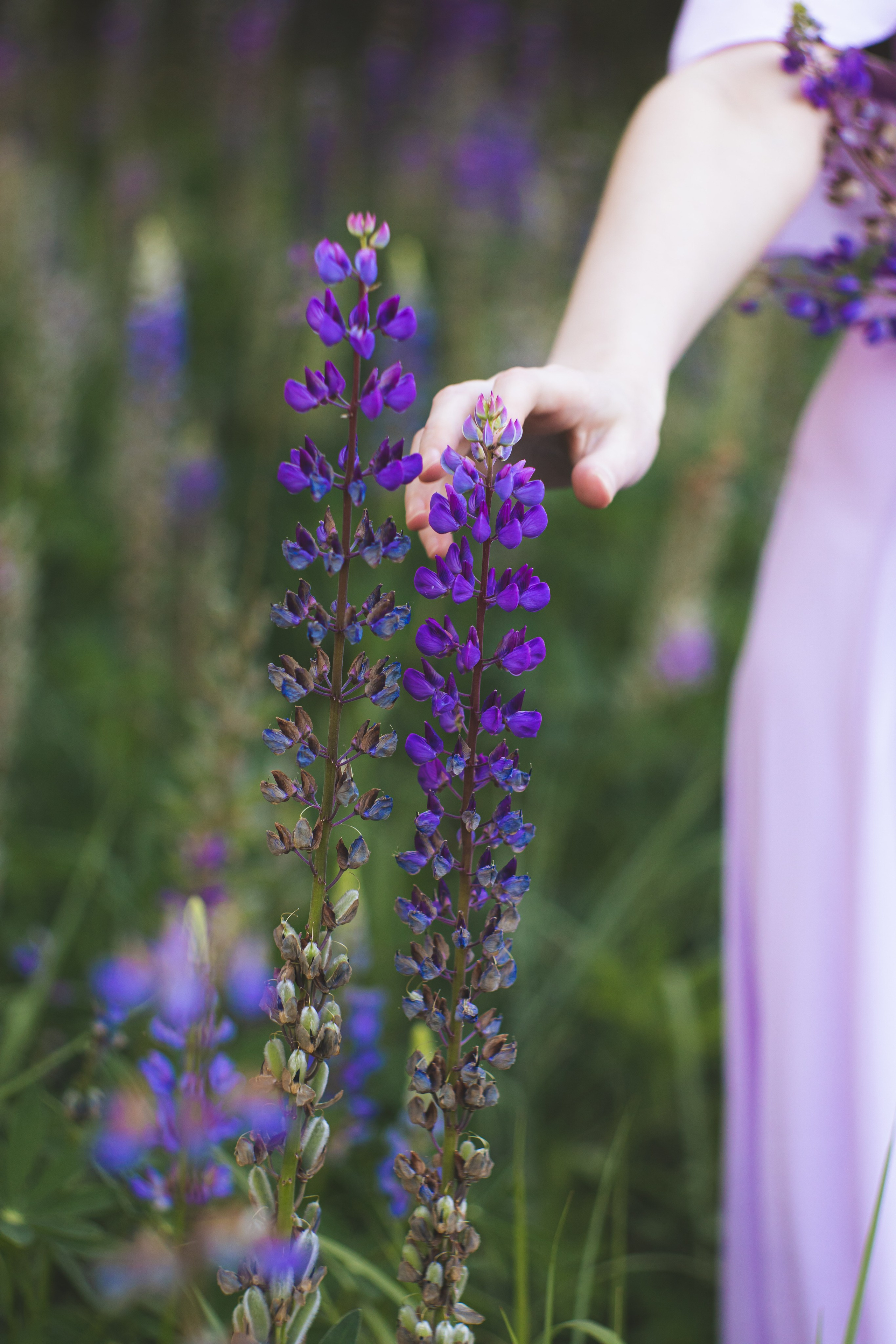 Люпиновое поле. Юлия Башкатова, сказочный фотограф, Москва