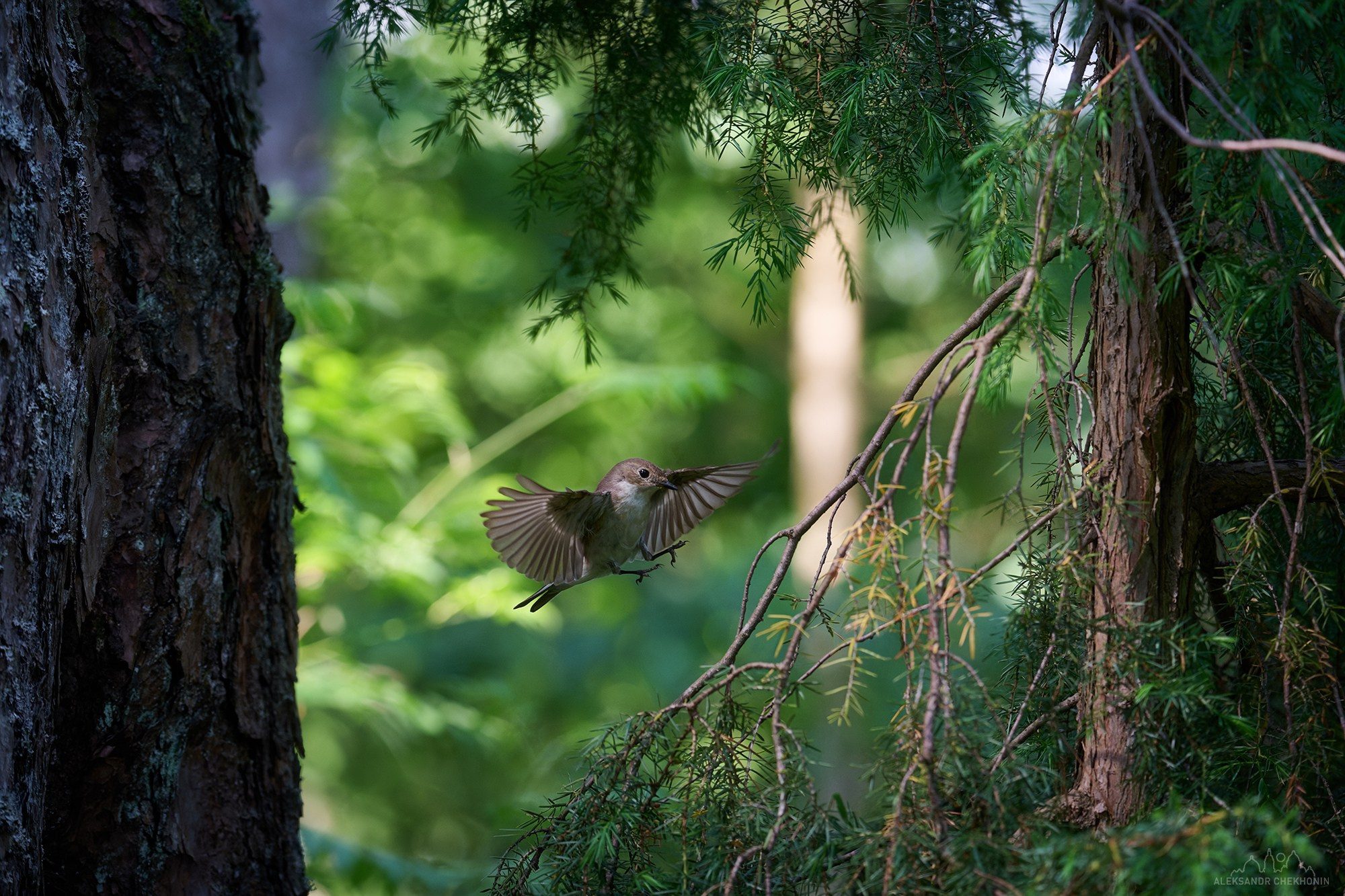 Animals. Landscape photographer Aleksandr Chekhonin