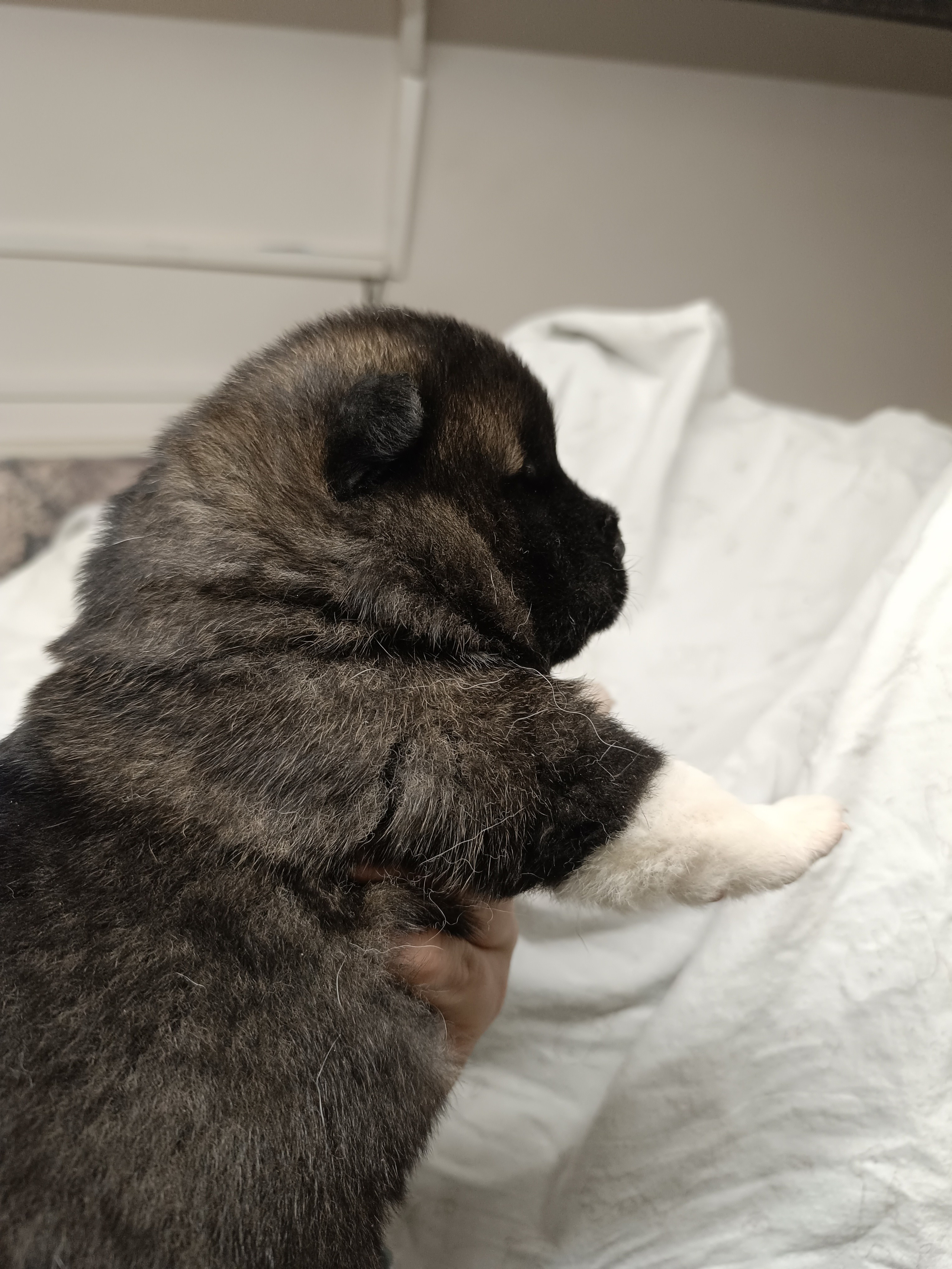 Американская акита  щенки питомник Санкт-Петербург клубные щенки Американская акита питомник RUBYLIGHT Рубилайт купить щенка американской акиты