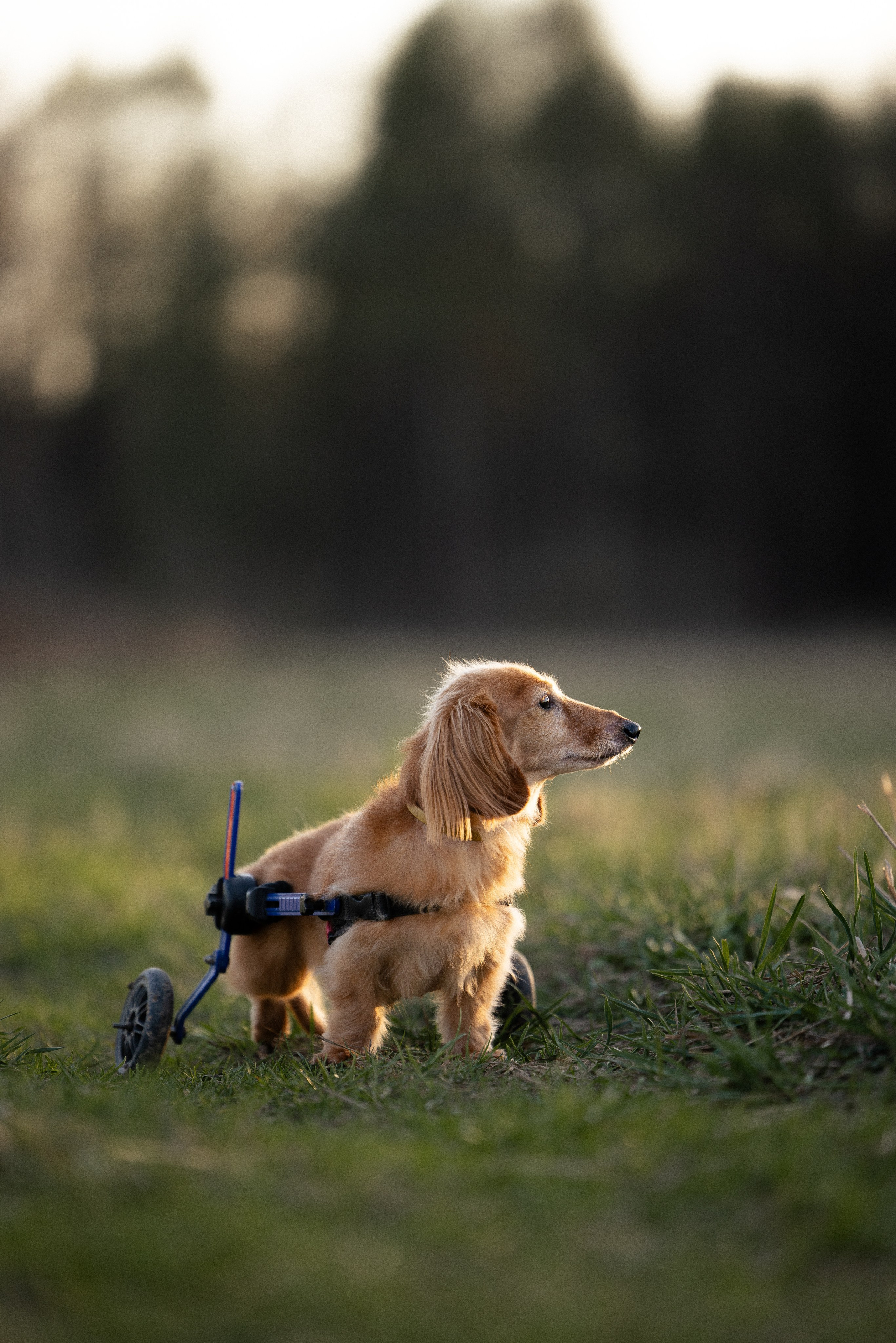 Разношерстная компания. Фотограф и видеограф анималист Аганина Дарья