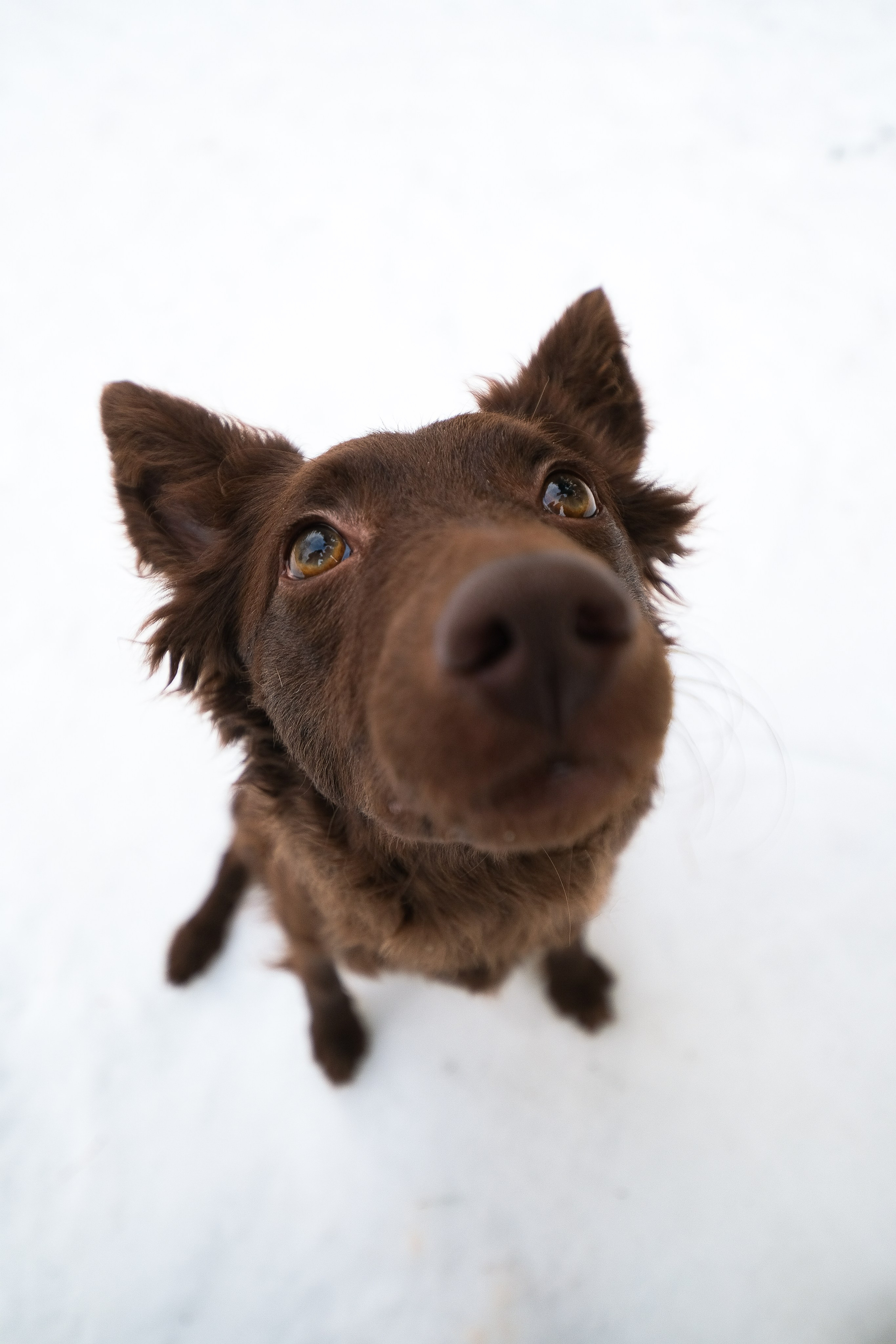 Маша и Одиссея. Фотограф и видеограф анималист Аганина Дарья