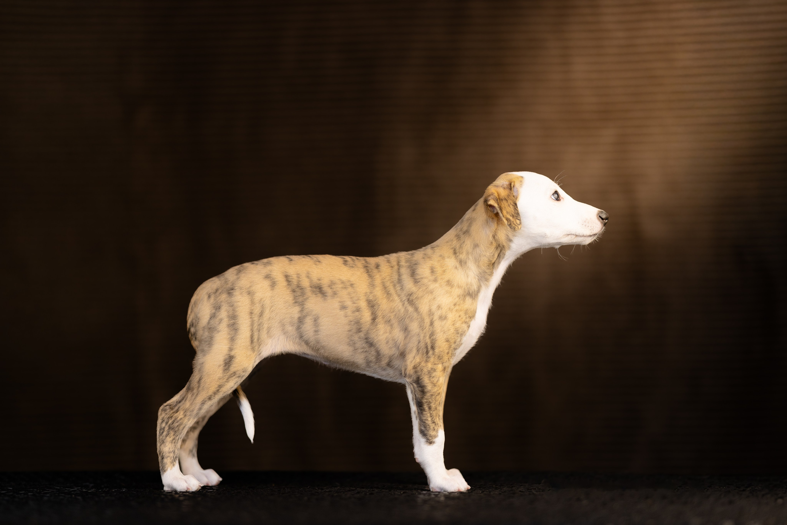 Уиппет. Фотограф и видеограф анималист Аганина Дарья