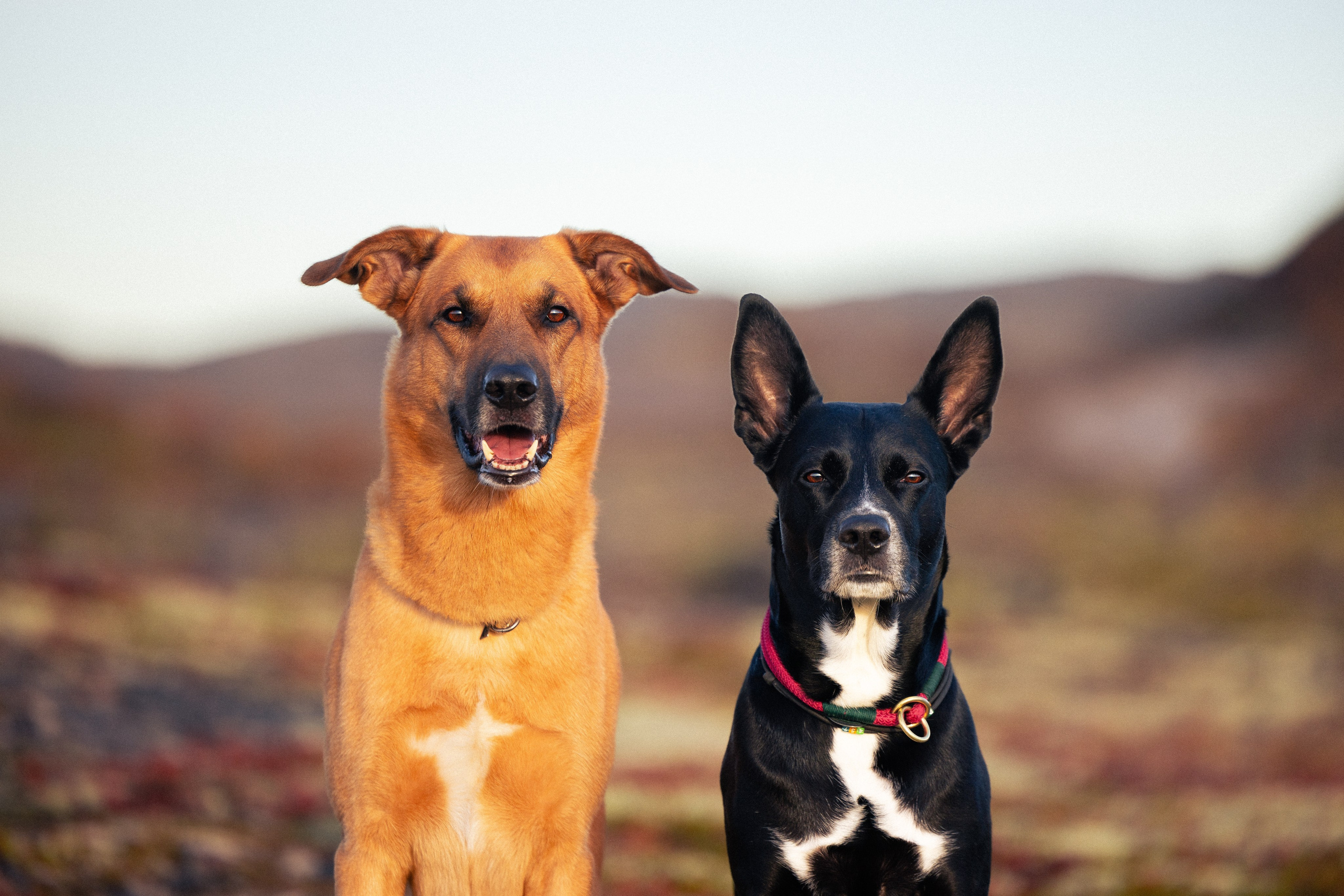 Кольский. Фотограф и видеограф анималист Аганина Дарья
